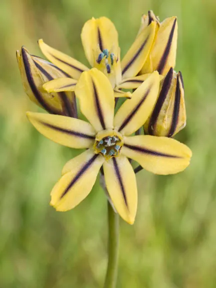 Pretty Face, Golden Brodiaea (Triteleia Ixioides) — Thriving in USDA zones 4-10, it prefers full sun to partial shade and well-drained soils