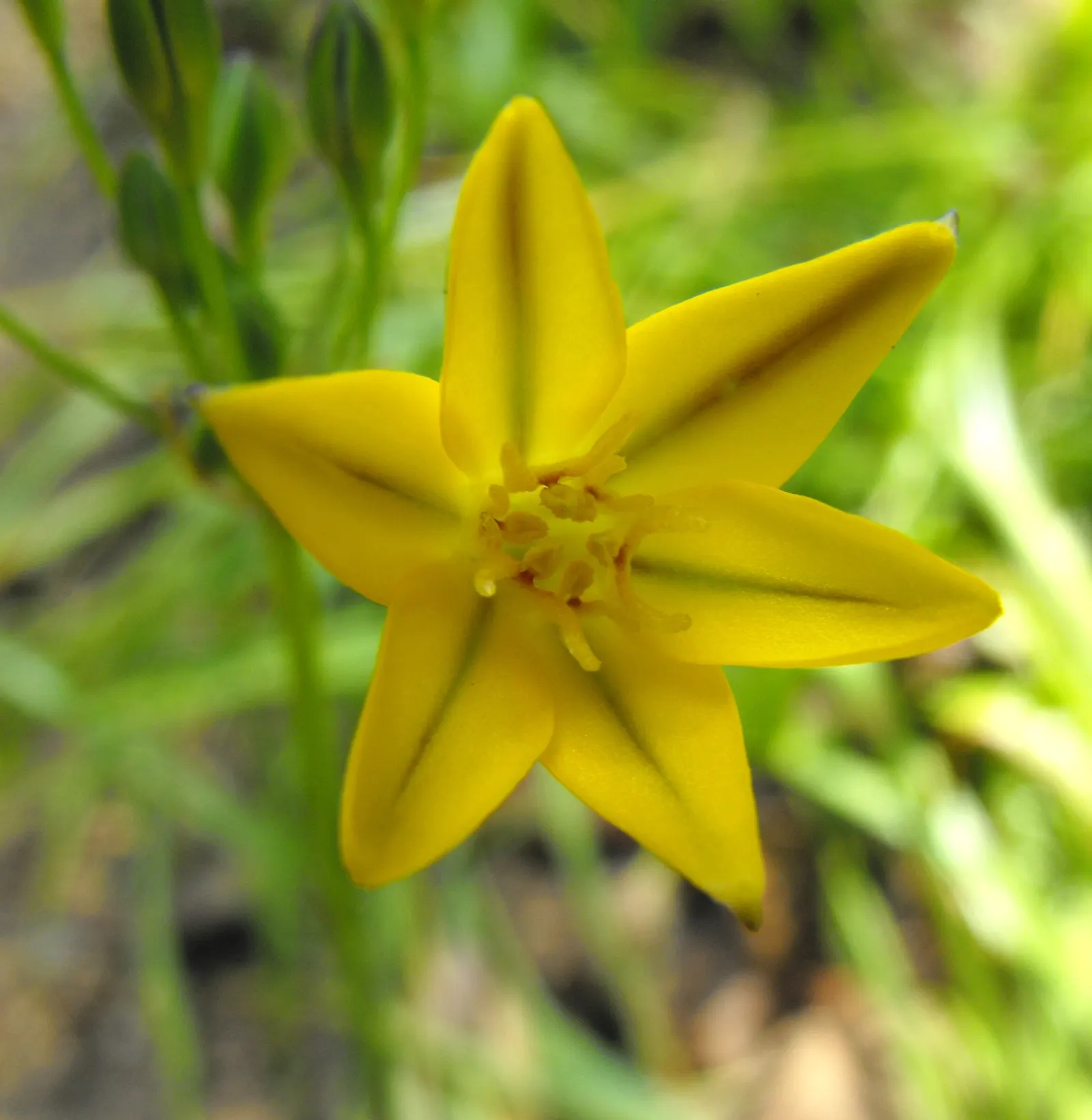 Pretty Face, Golden Brodiaea (Triteleia Ixioides) — Its yellow star-shaped flowers cluster atop 1-2 ft stalks in late spring to early summer