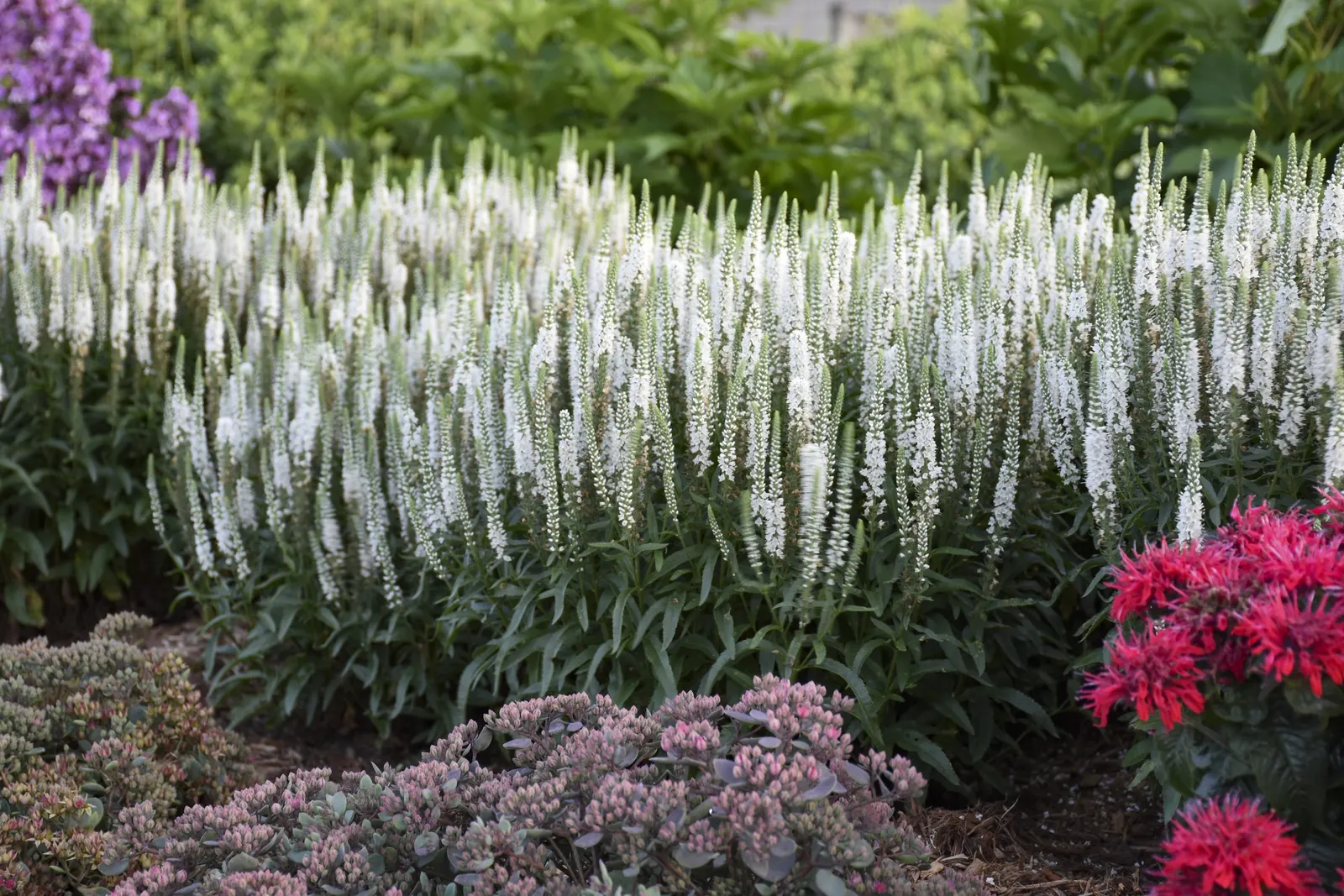 'White Wands' Spike Speedwell (Veronica hybrid) — Pure white flower wands are borne prolifically atop the short, dense clump of dark green foliage
