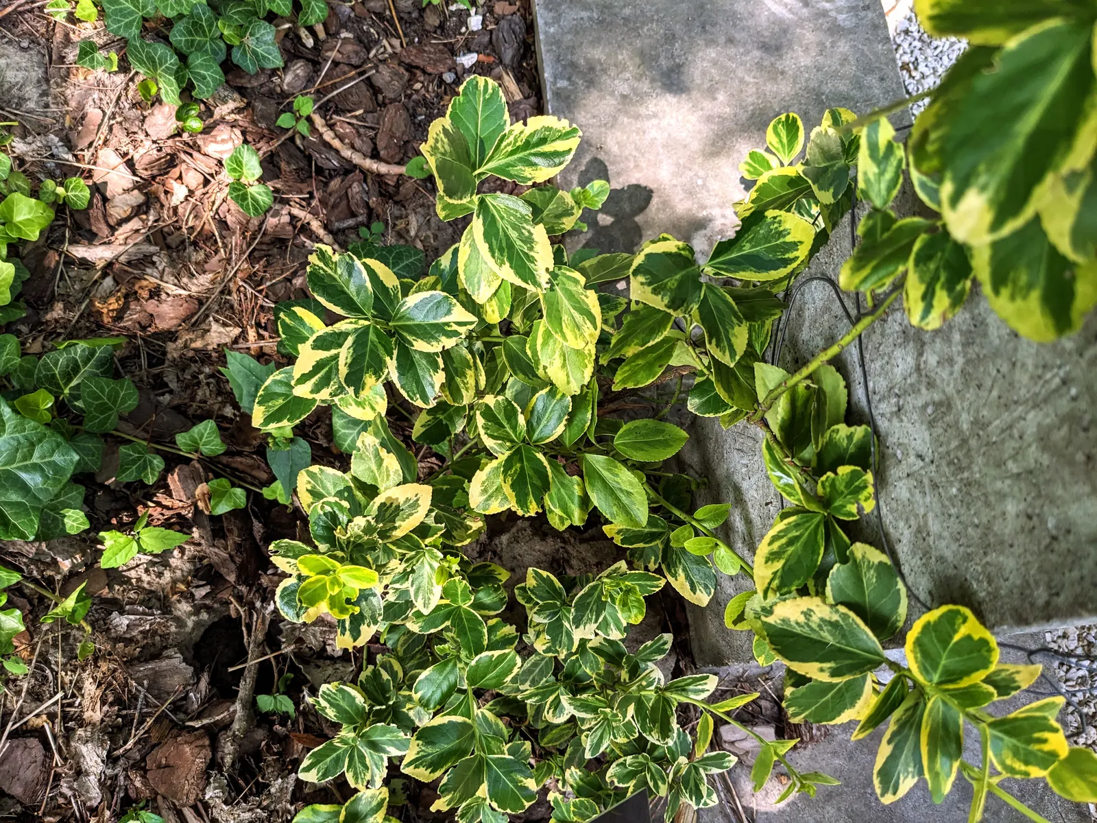 Canadale Gold Wintercreeper (Euonymus Fortunei 'Canadale Gold') — each artistically splashed with bright yellow centers and dark green margins