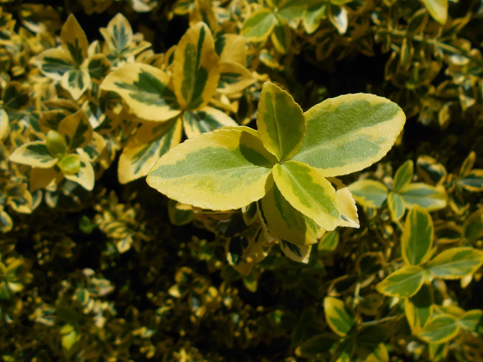 Canadale Gold Wintercreeper (Euonymus Fortunei 'Canadale Gold') — scientifically named Euonymus fortunei 'Canadale Gold'