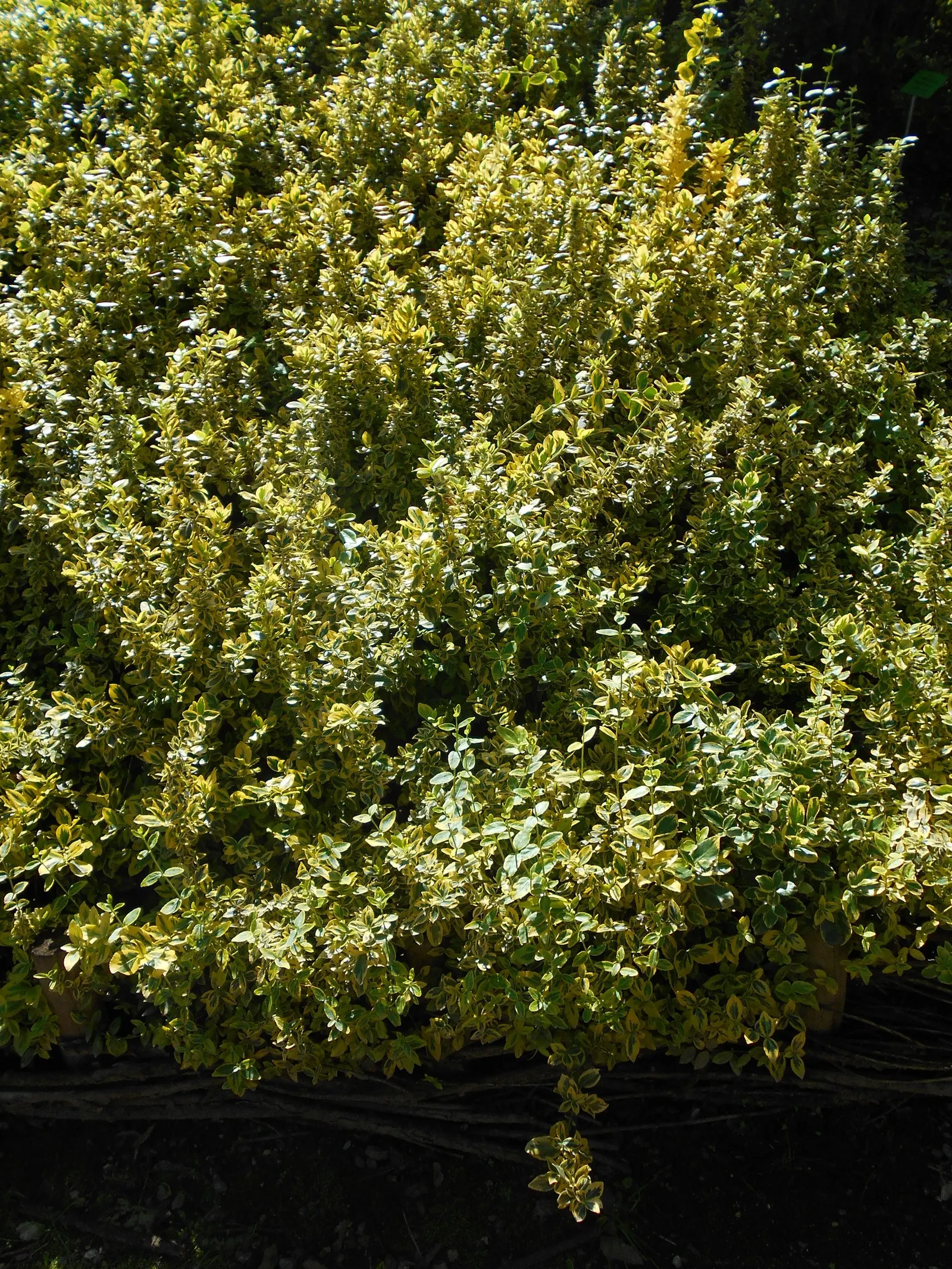 Canadale Gold Wintercreeper (Euonymus Fortunei 'Canadale Gold') — This hardy plant tolerates various soil types and is excellent for ground cover, hedges, or