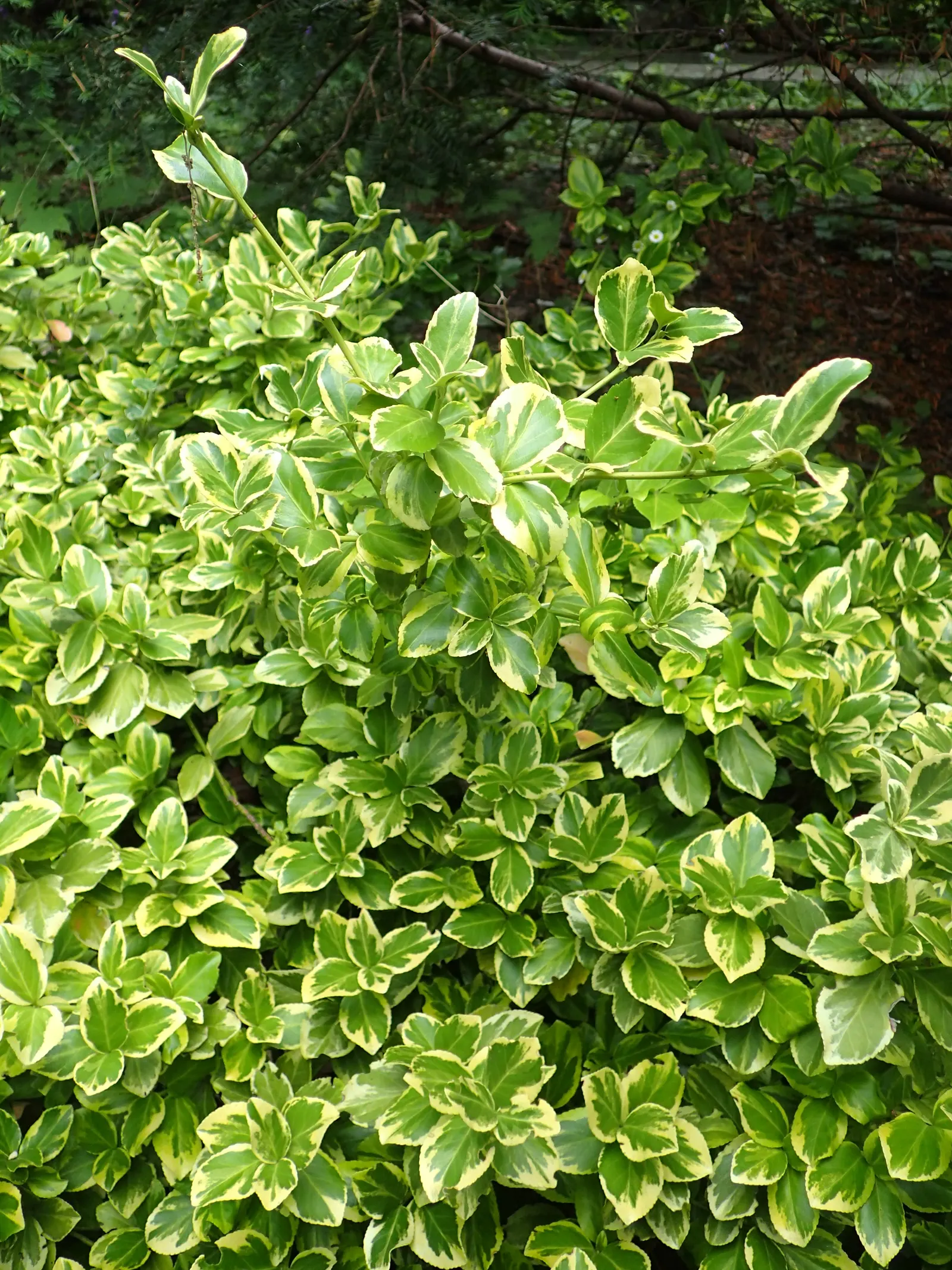 Canadale Gold Wintercreeper (Euonymus Fortunei 'Canadale Gold') — Well-suited for USDA zones 5-9, it thrives in full sun to part shade