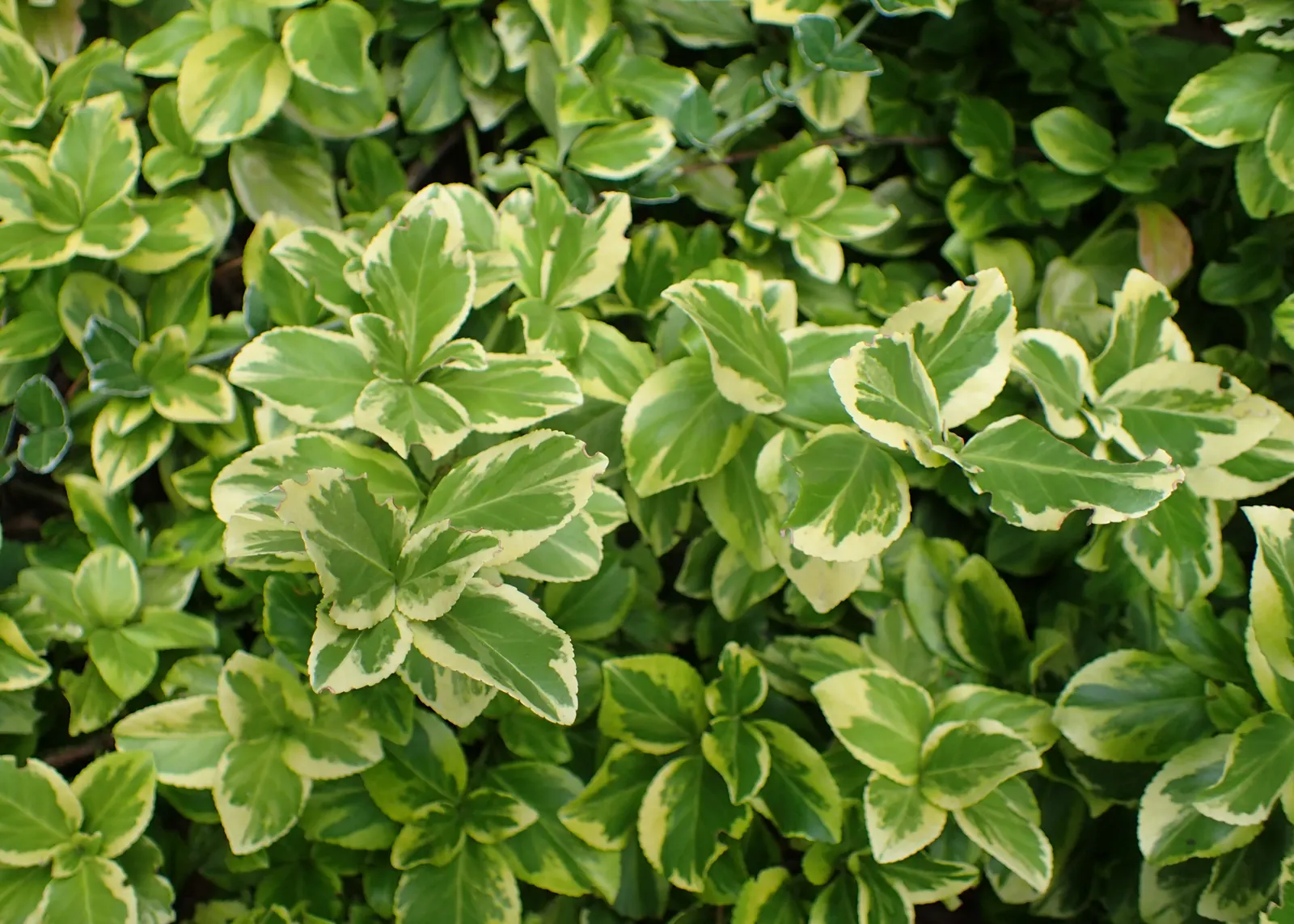 Canadale Gold Wintercreeper (Euonymus Fortunei 'Canadale Gold') — It grows moderately to heights of 3-5 feet and spreads 4-6 feet