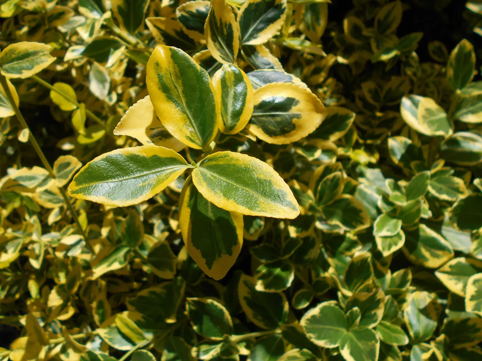Canadale Gold Wintercreeper (Euonymus Fortunei 'Canadale Gold') — is an evergreen shrub with striking variegated leaves
