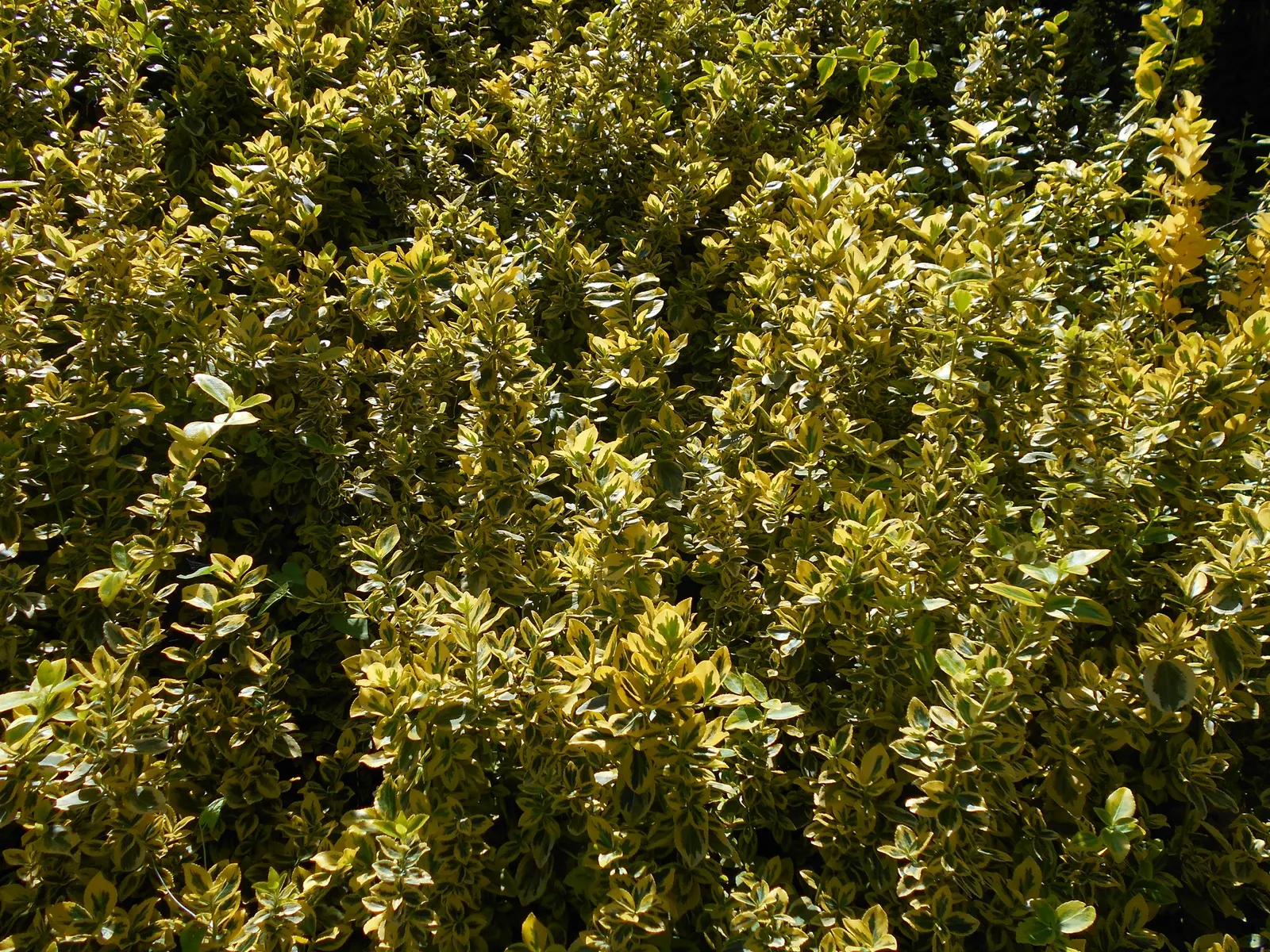 Canadale Gold Wintercreeper (Euonymus Fortunei 'Canadale Gold') — This resilient cultivar exhibits leathery