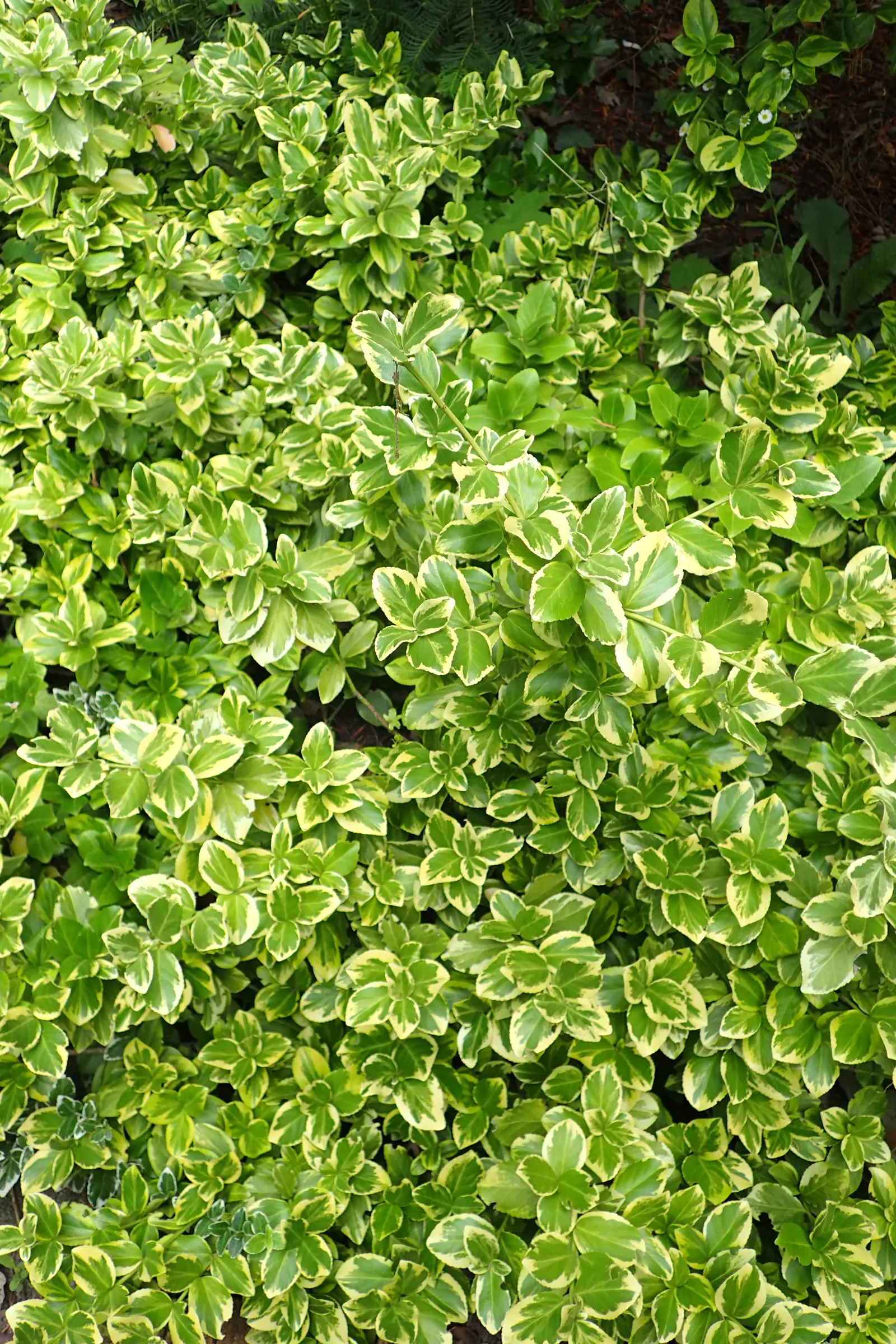 Canadale Gold Wintercreeper (Euonymus Fortunei 'Canadale Gold') — characterized by a vibrant green center and bold golden edges