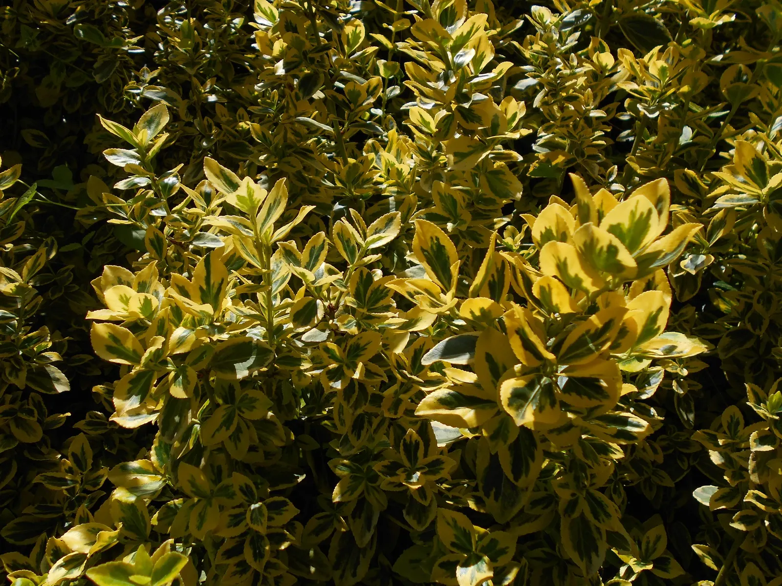 Canadale Gold Wintercreeper (Euonymus Fortunei 'Canadale Gold') — evergreen shrub prized for its variegated foliage and versatile growth habit
