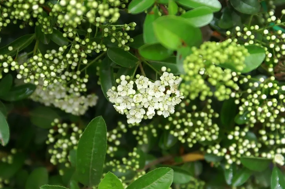 Mohave Pyracantha (Pyracantha x 'Mohave') — It tops out at 8 to 12 feet and possesses an equal spread