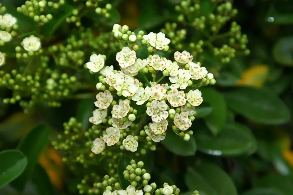 Mohave Pyracantha (Pyracantha x 'Mohave') — brilliant red berries in fall