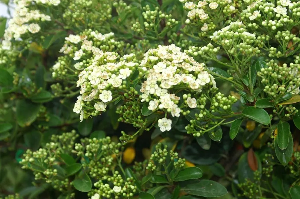 Mohave Pyracantha (Pyracantha x 'Mohave') — It boasts clusters of white blossoms in spring