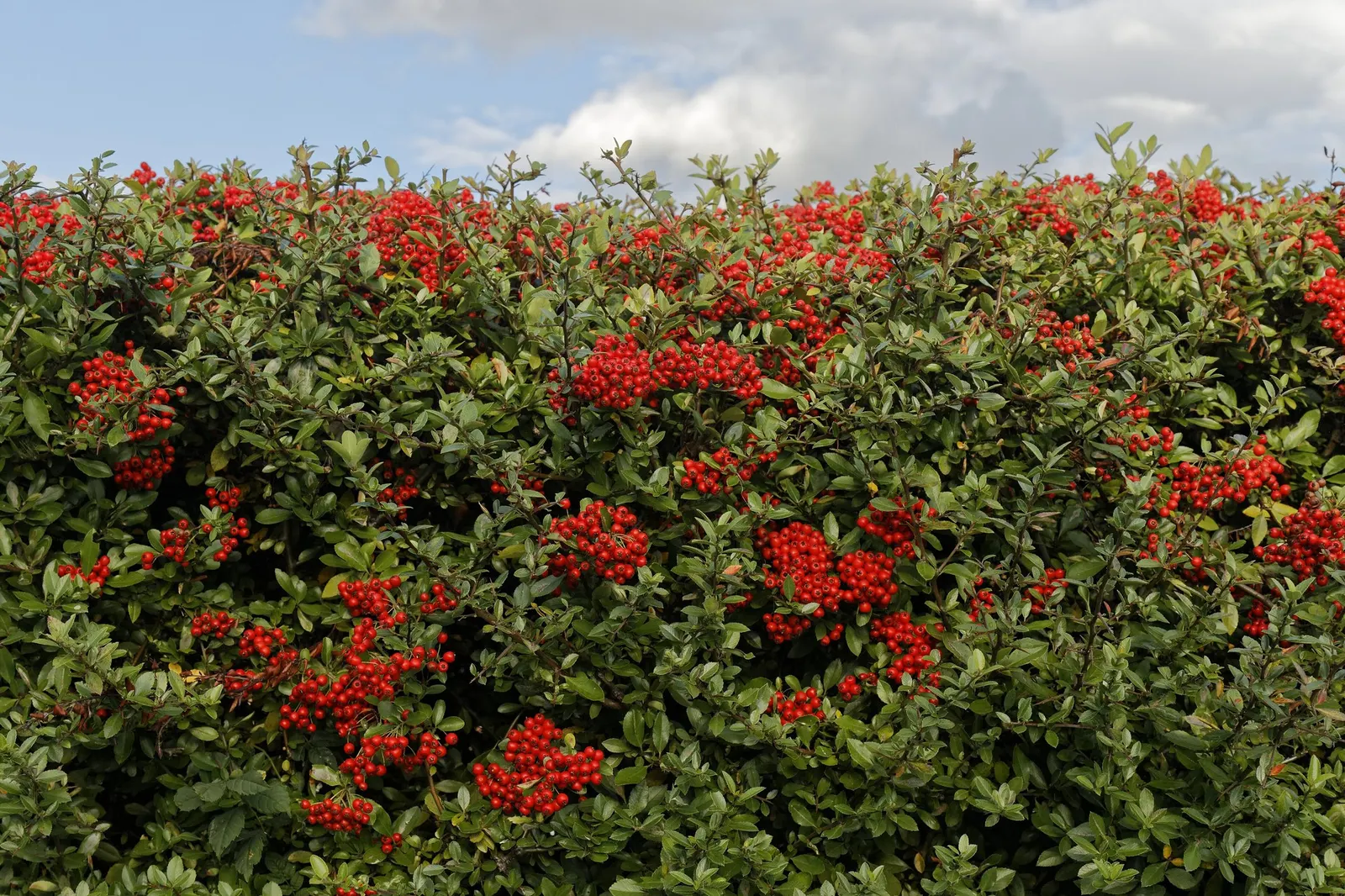 Mohave Pyracantha (Pyracantha x 'Mohave') — providing a striking contrast against the glossy