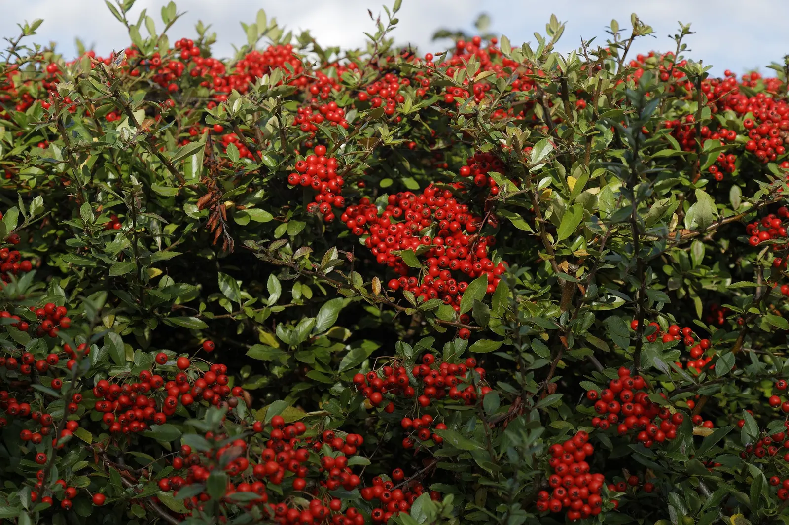 Mohave Pyracantha (Pyracantha x 'Mohave') — Hardy in USDA zones 6 through 9, this thorny plant excels as a barrier or accent