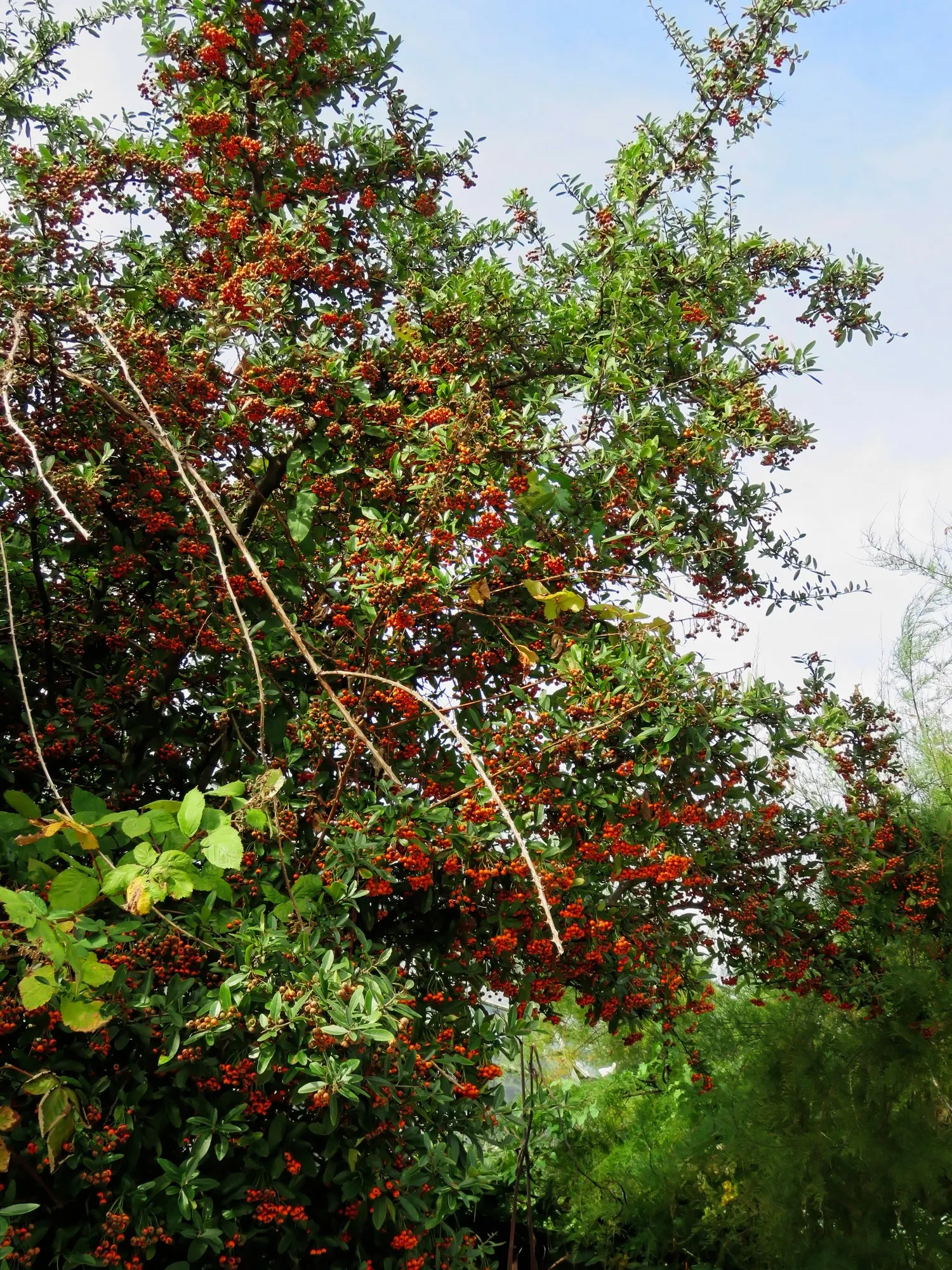 Mohave Pyracantha (Pyracantha x 'Mohave') — or it can be trained against a wall or fence for a more formal espalier