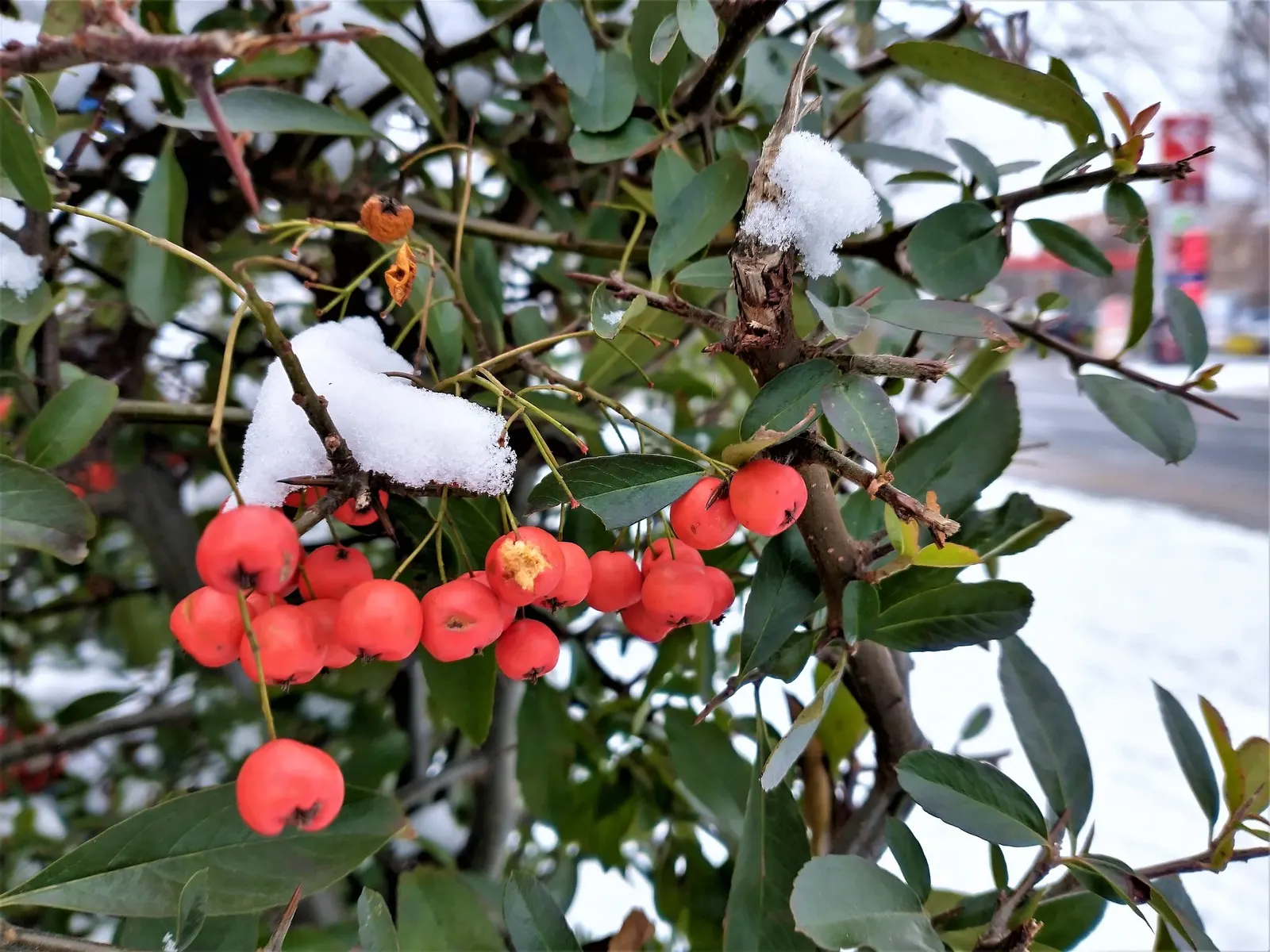 Mohave Pyracantha (Pyracantha x 'Mohave') — These berries persist into winter