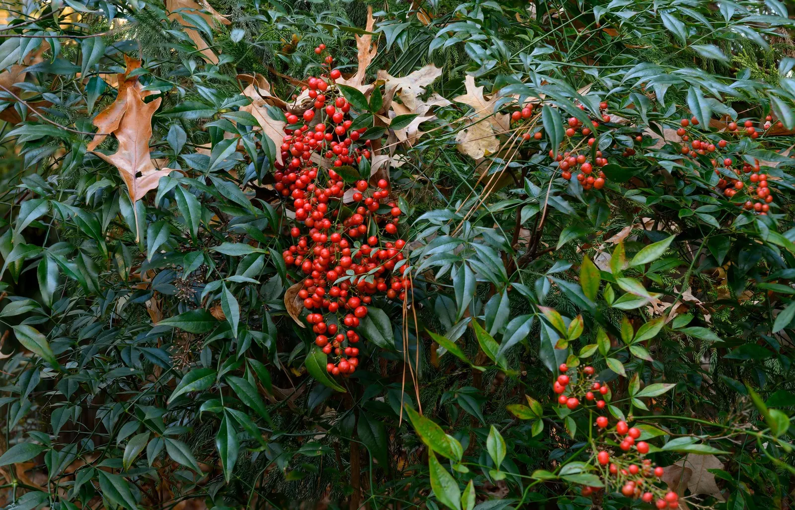 Mohave Pyracantha (Pyracantha x 'Mohave') — Full sun exposure is optimal
