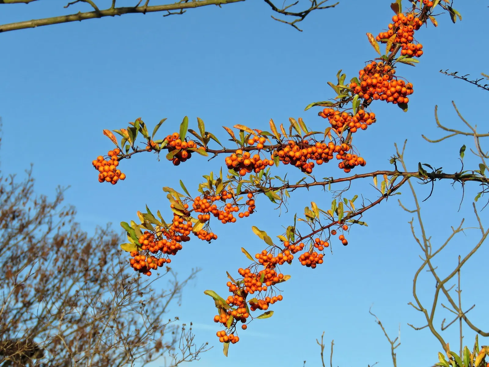 Mohave Pyracantha (Pyracantha x 'Mohave') — USDA hardiness zones for cultivation are 6 through 9, ensuring suitability for a range of climates