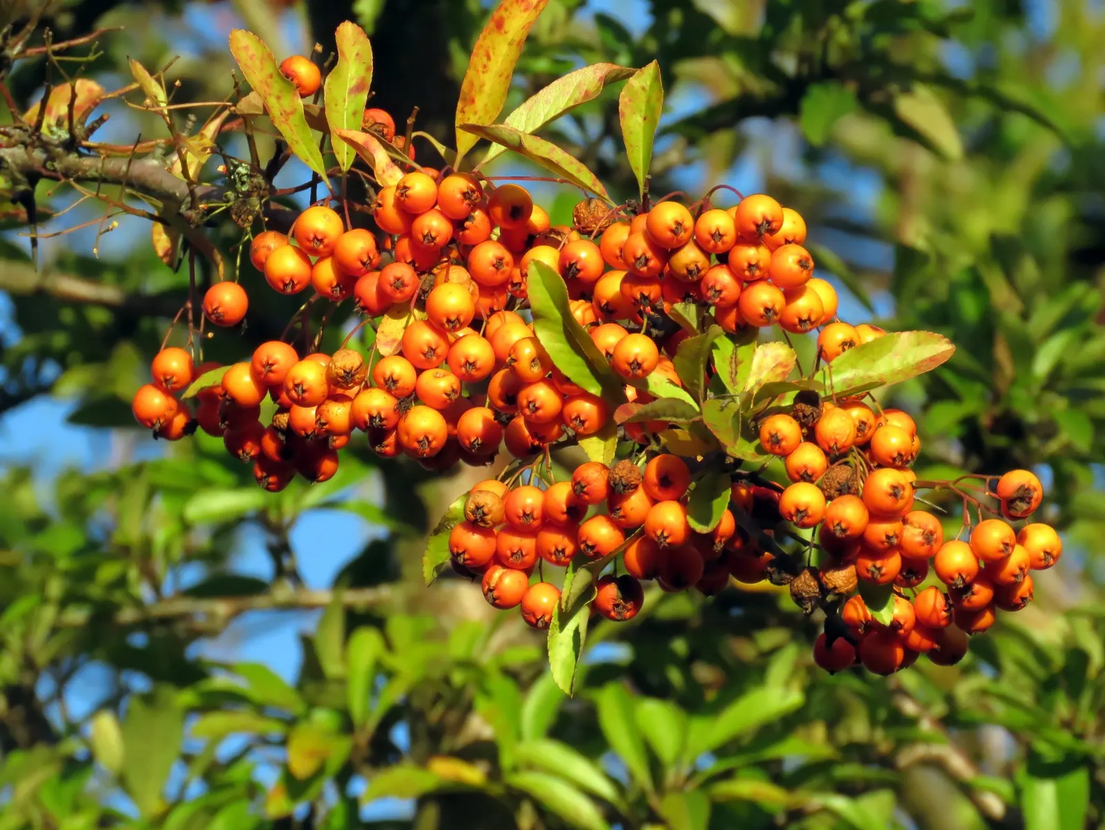Mohave Pyracantha (Pyracantha x 'Mohave') — shrub for full