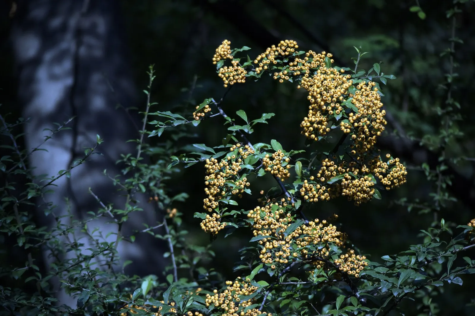 Mohave Pyracantha (Pyracantha x 'Mohave') — and wildlife habitat to your landscape