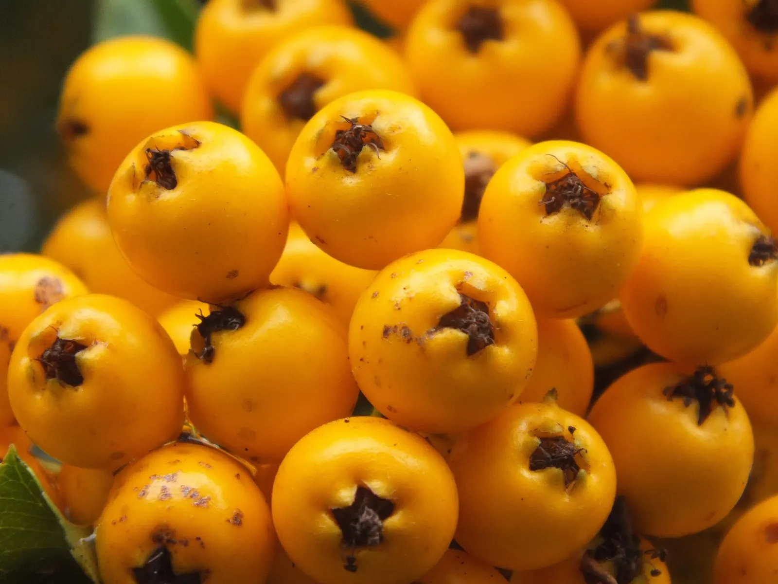 Mohave Pyracantha (Pyracantha x 'Mohave') — Come fall, the plant transforms as it becomes laden with vibrant orange-red berries