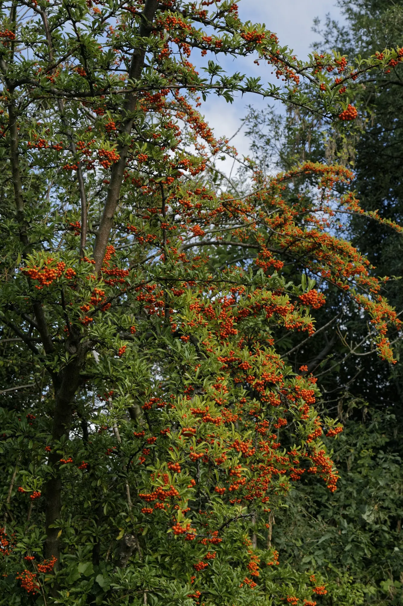 Mohave Pyracantha (Pyracantha x 'Mohave') — These flowers not only add visual appeal but also offer a nectar source for pollinators
