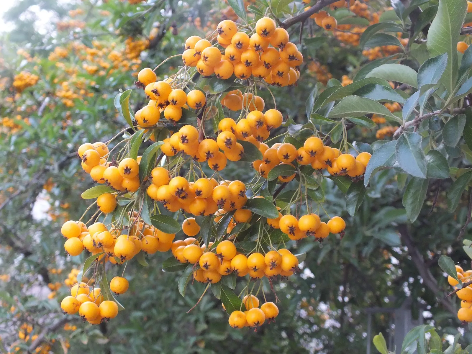 Mohave Pyracantha (Pyracantha x 'Mohave') — which persist into winter