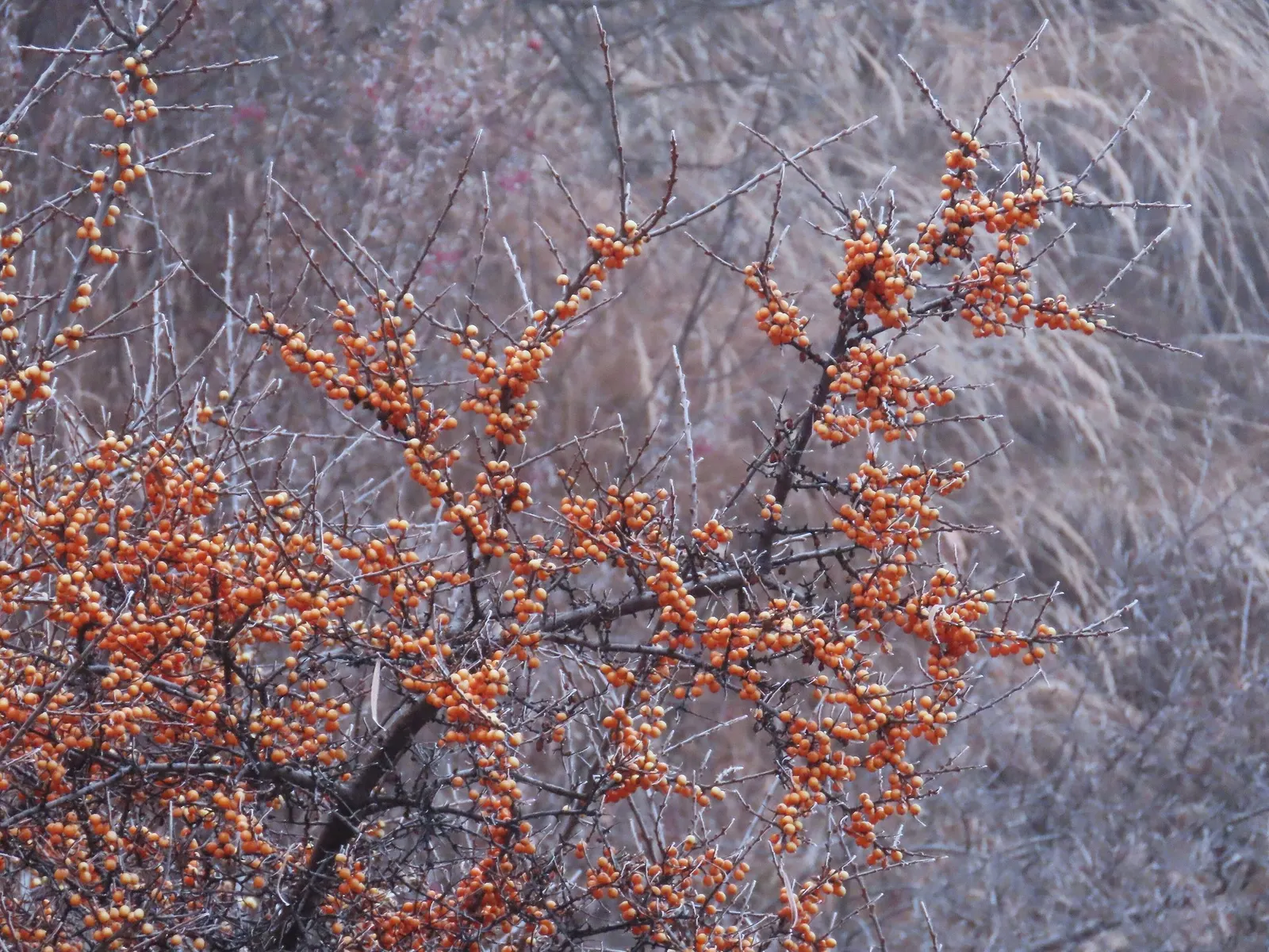 Mohave Pyracantha (Pyracantha x 'Mohave') — It reaches a mature height of approximately 8 to 12 feet with a spread of 8 to 10 feet
