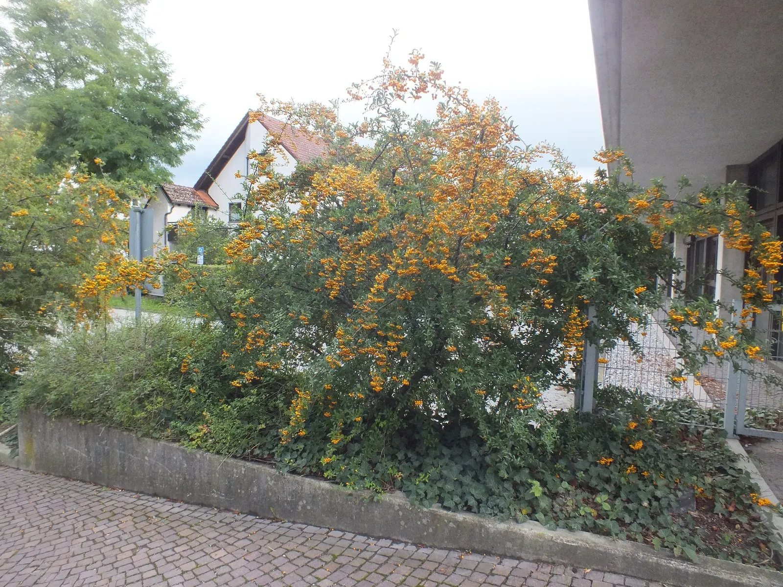 Mohave Pyracantha (Pyracantha x 'Mohave') — white flowers in the garden