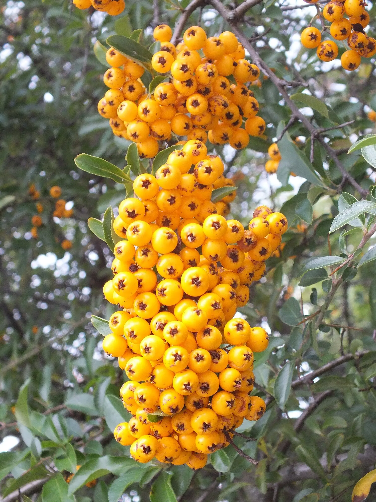 Mohave Pyracantha (Pyracantha x 'Mohave') — It is heat tolerant and drought-resistant once established