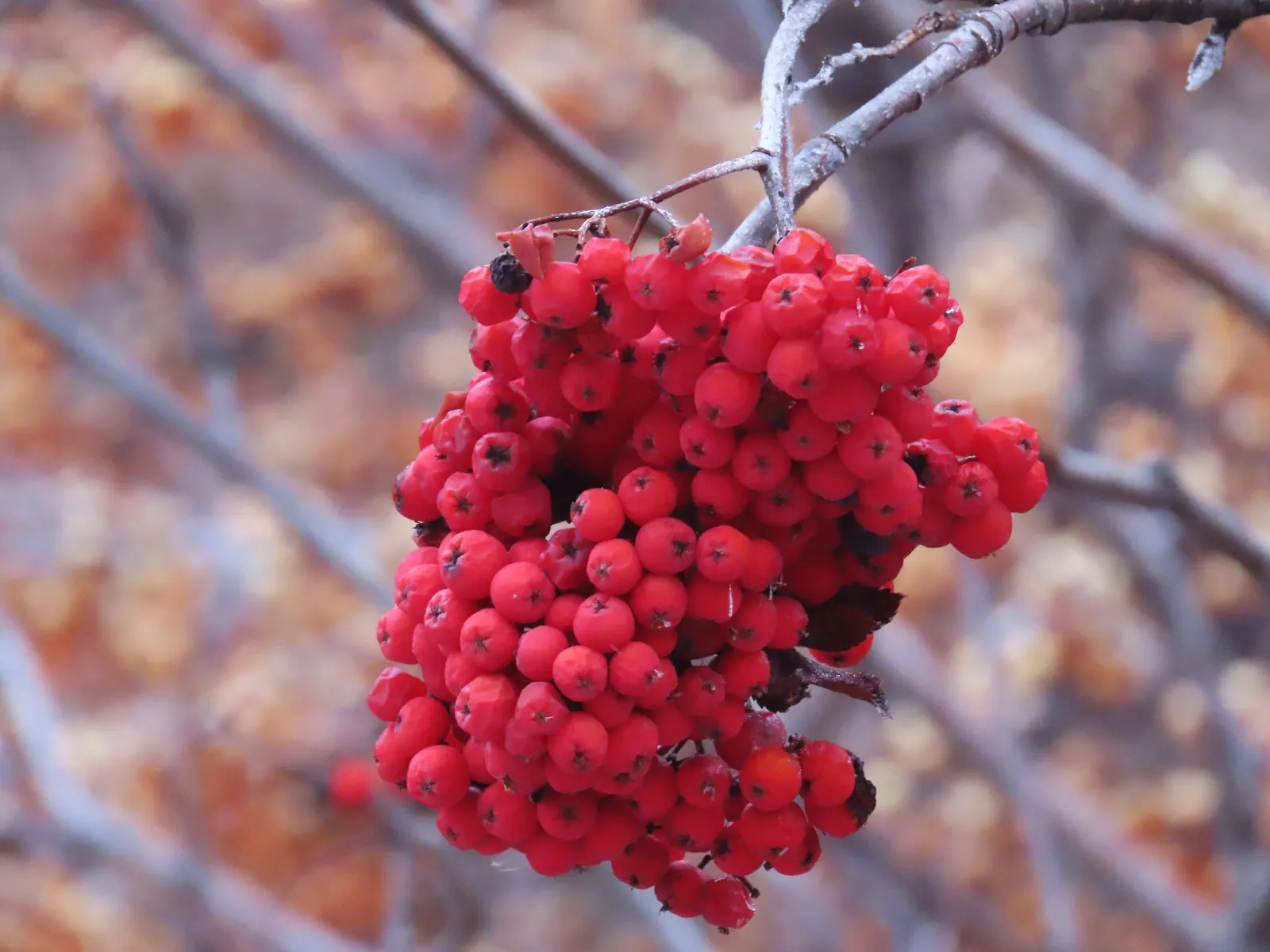 Mohave Pyracantha (Pyracantha x 'Mohave') — commonly referred to as the Mohave Firethorn