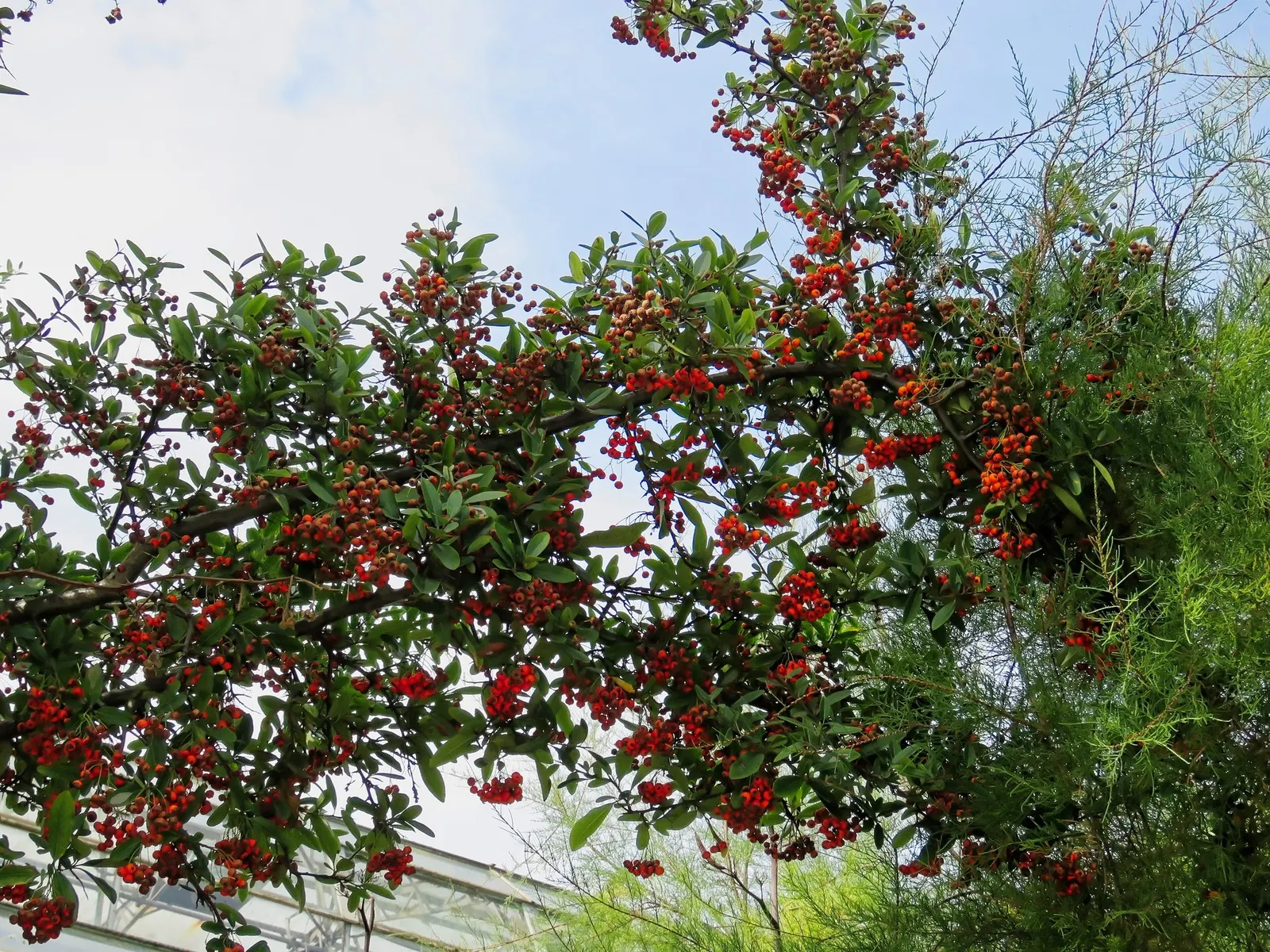 Mohave Pyracantha (Pyracantha x 'Mohave') — Regular pruning can help maintain its shape and promote a more prolific berry display