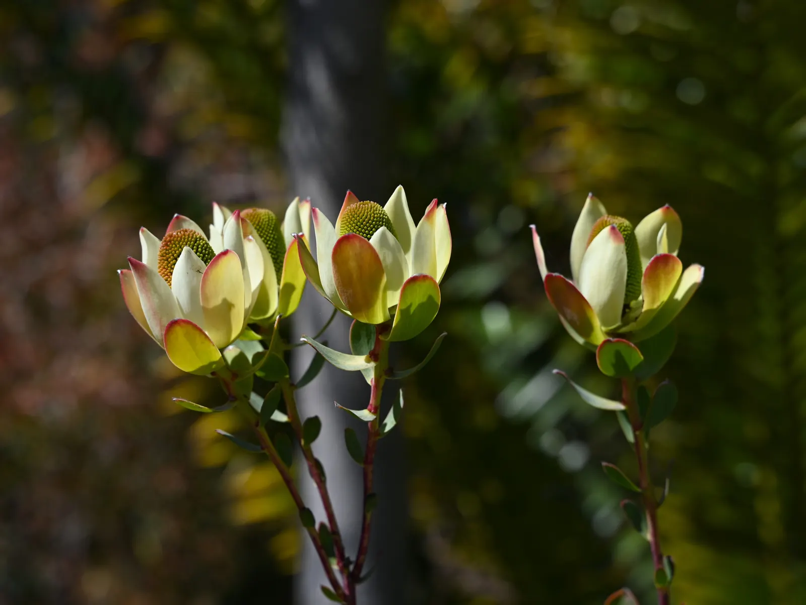 Pom Pom Conebush (Leucadendron Discolor 'Pom Pom') — Drought-tolerant once established, it's ideal for low-maintenance and water-conservative, image 30
