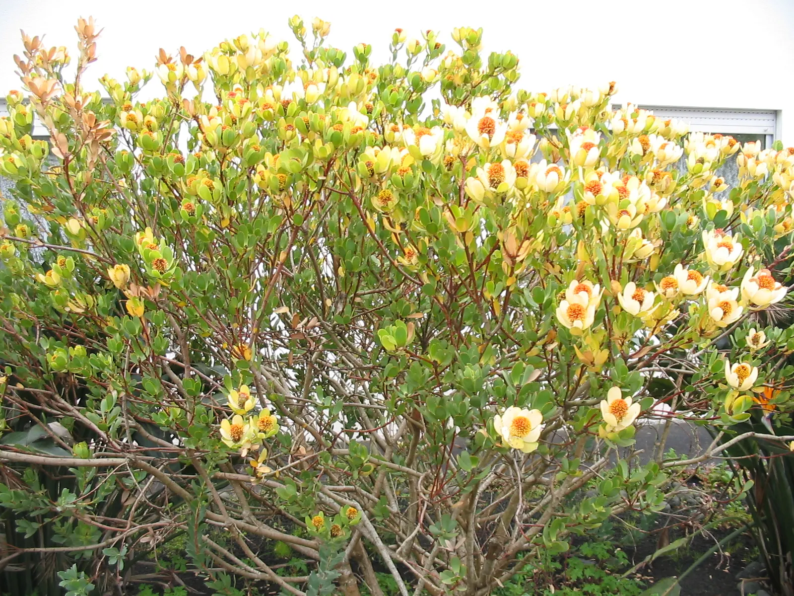 Pom Pom Conebush (Leucadendron Discolor 'Pom Pom') — Drought-tolerant once established, it's ideal for low-maintenance and water-conservative landscapes