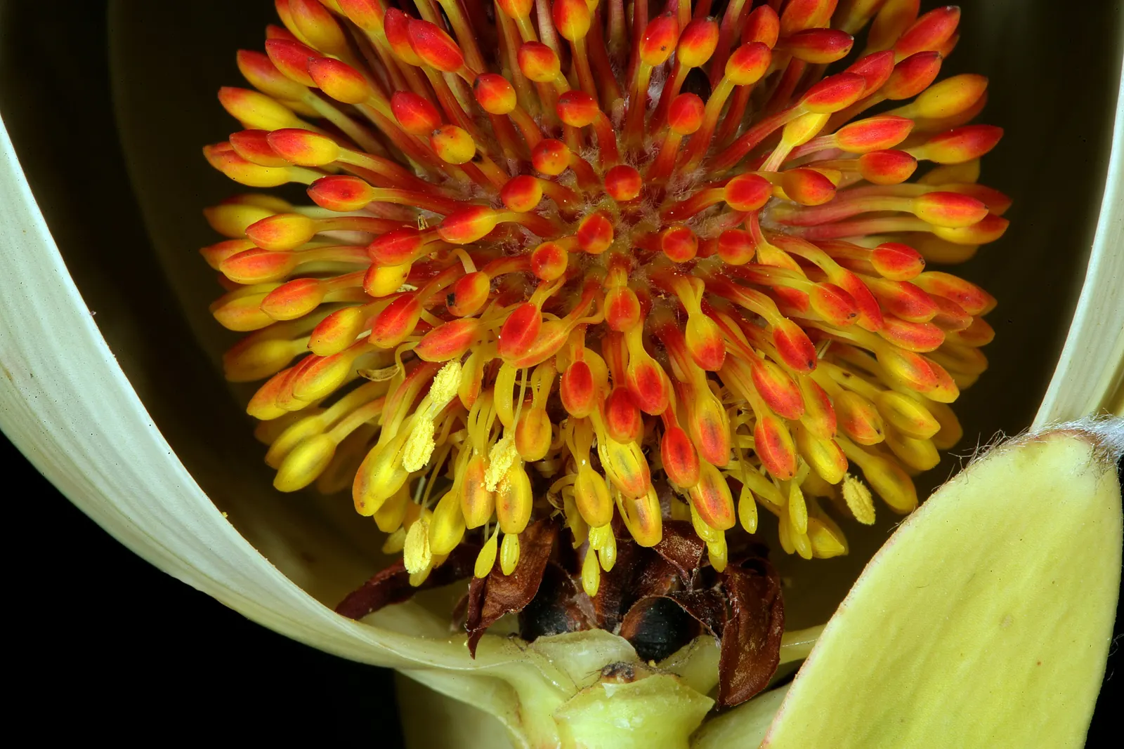 Pom Pom Conebush (Leucadendron Discolor 'Pom Pom') — 'Pom Pom' requires both male and female plants for pollination