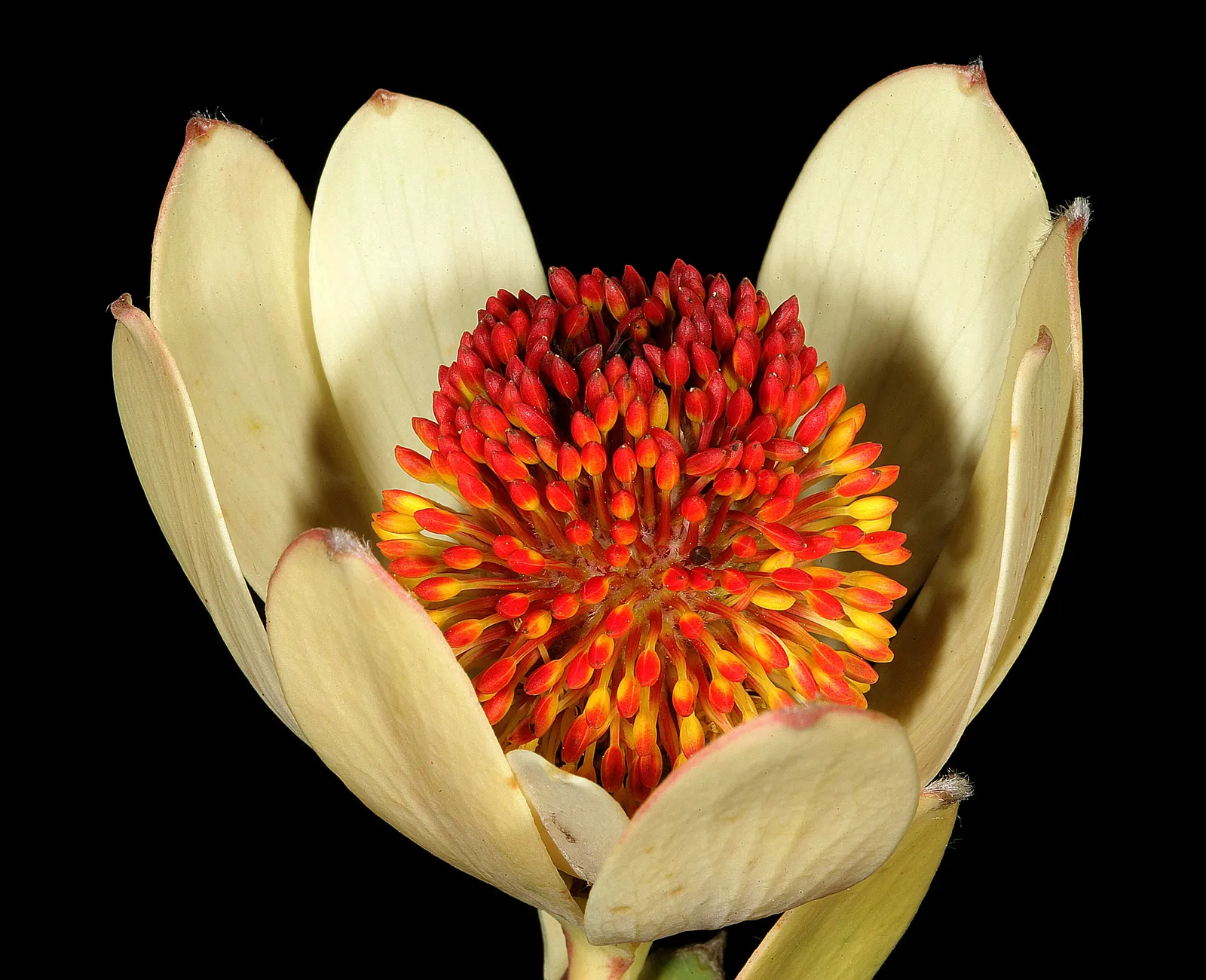 Pom Pom Conebush (Leucadendron Discolor 'Pom Pom') — It is also drought-tolerant once established, making it a convenient choice for water-wise gardens