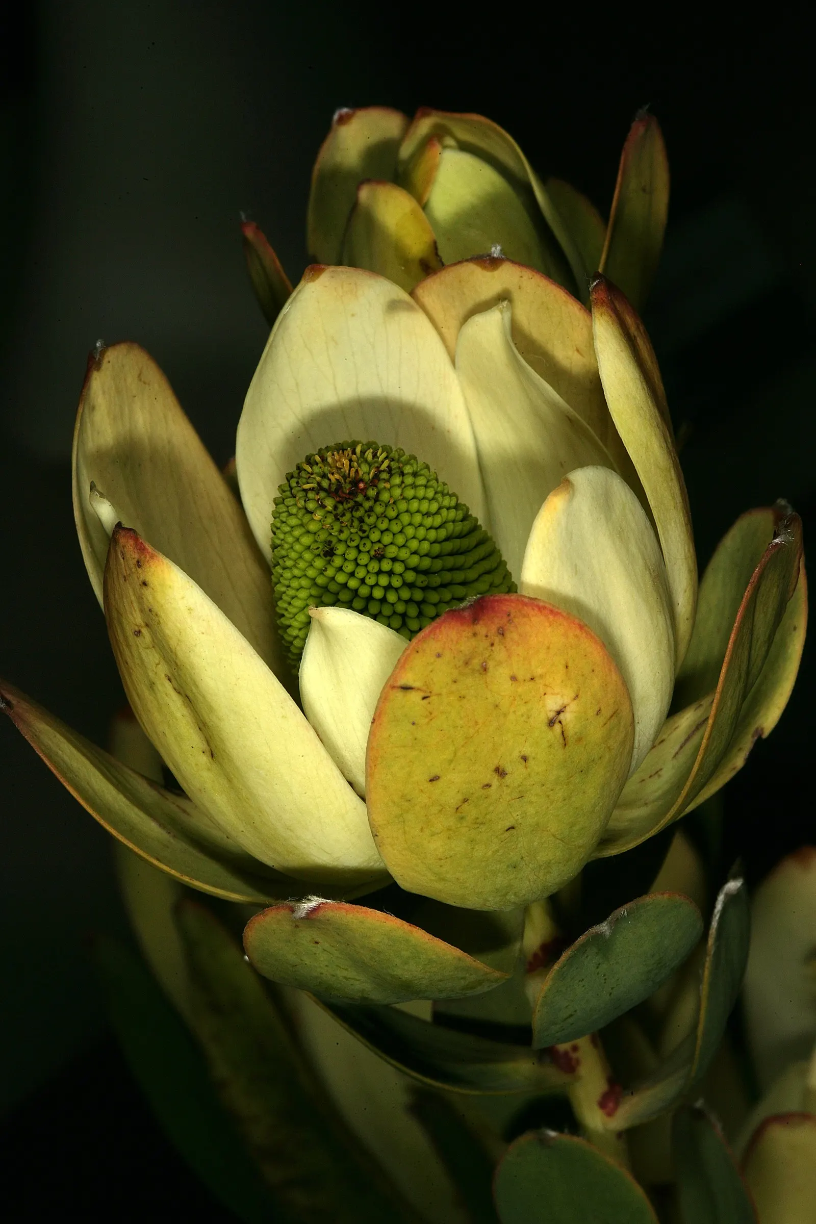 Pom Pom Conebush (Leucadendron Discolor 'Pom Pom') — yellow pom-pom-like flower heads surrounded by colorful bracts