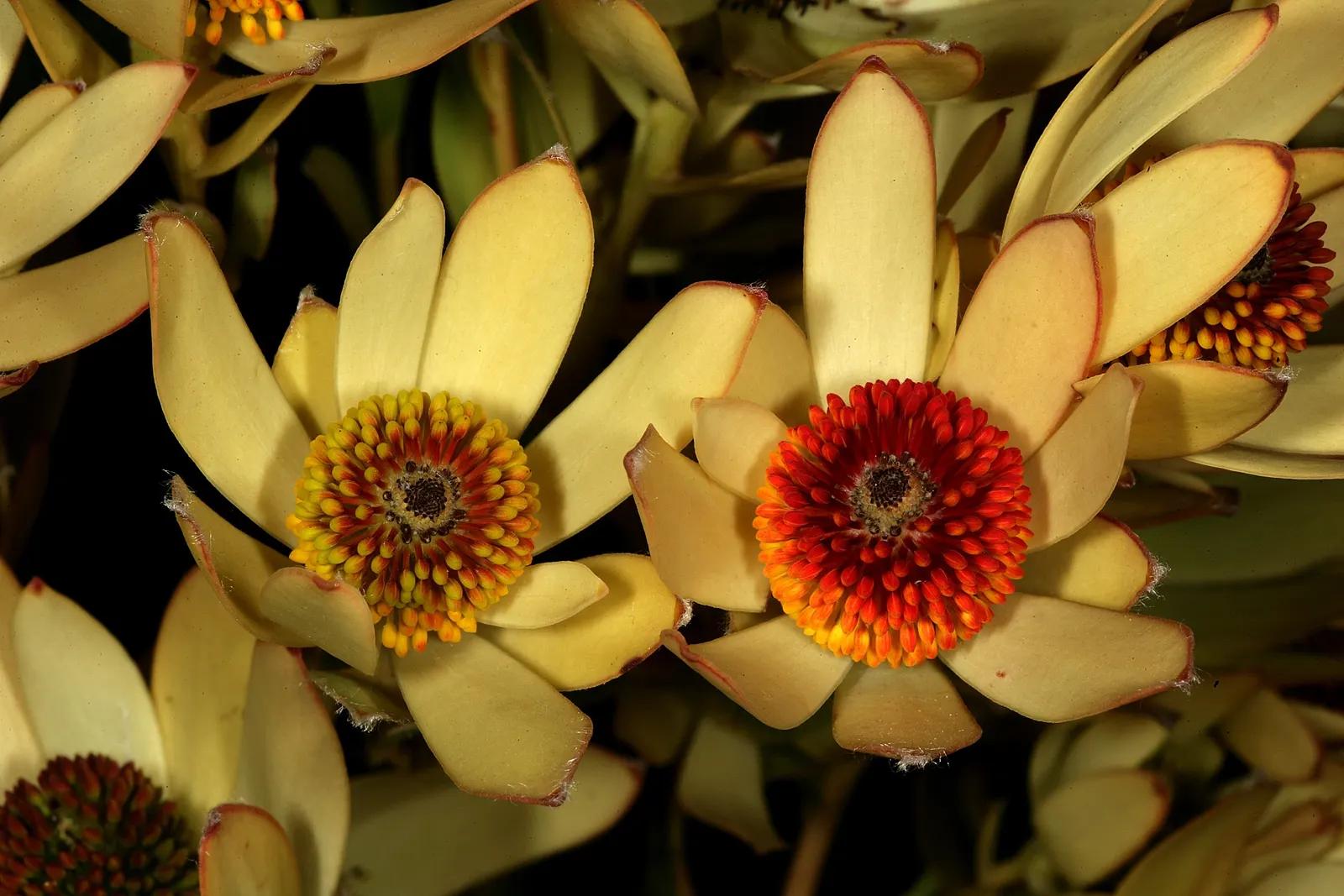 Pom Pom Conebush (Leucadendron Discolor 'Pom Pom') — medium-sized evergreen shrub reaching up to 5 feet tall and wide