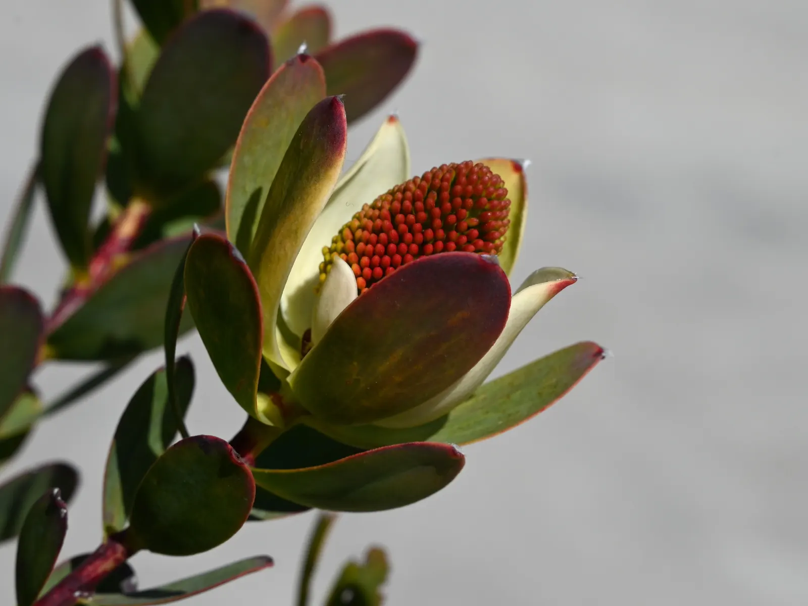 Pom Pom Conebush (Leucadendron Discolor 'Pom Pom') — Its silvery-green foliage and striking yellow pom-pom-like inflorescences add year-round interest