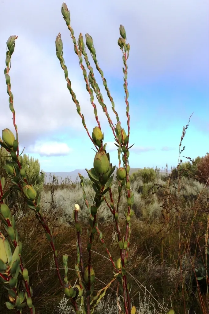 Pom Pom Conebush (Leucadendron Discolor 'Pom Pom') — Its silvery-green foliage and striking yellow pom-pom-like inflorescences add year-round interest; which