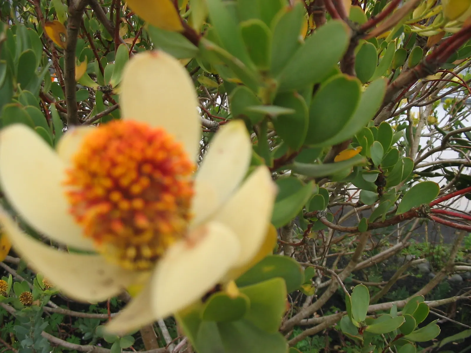 Pom Pom Conebush (Leucadendron Discolor 'Pom Pom') — enhancing its appeal for both designers and clients