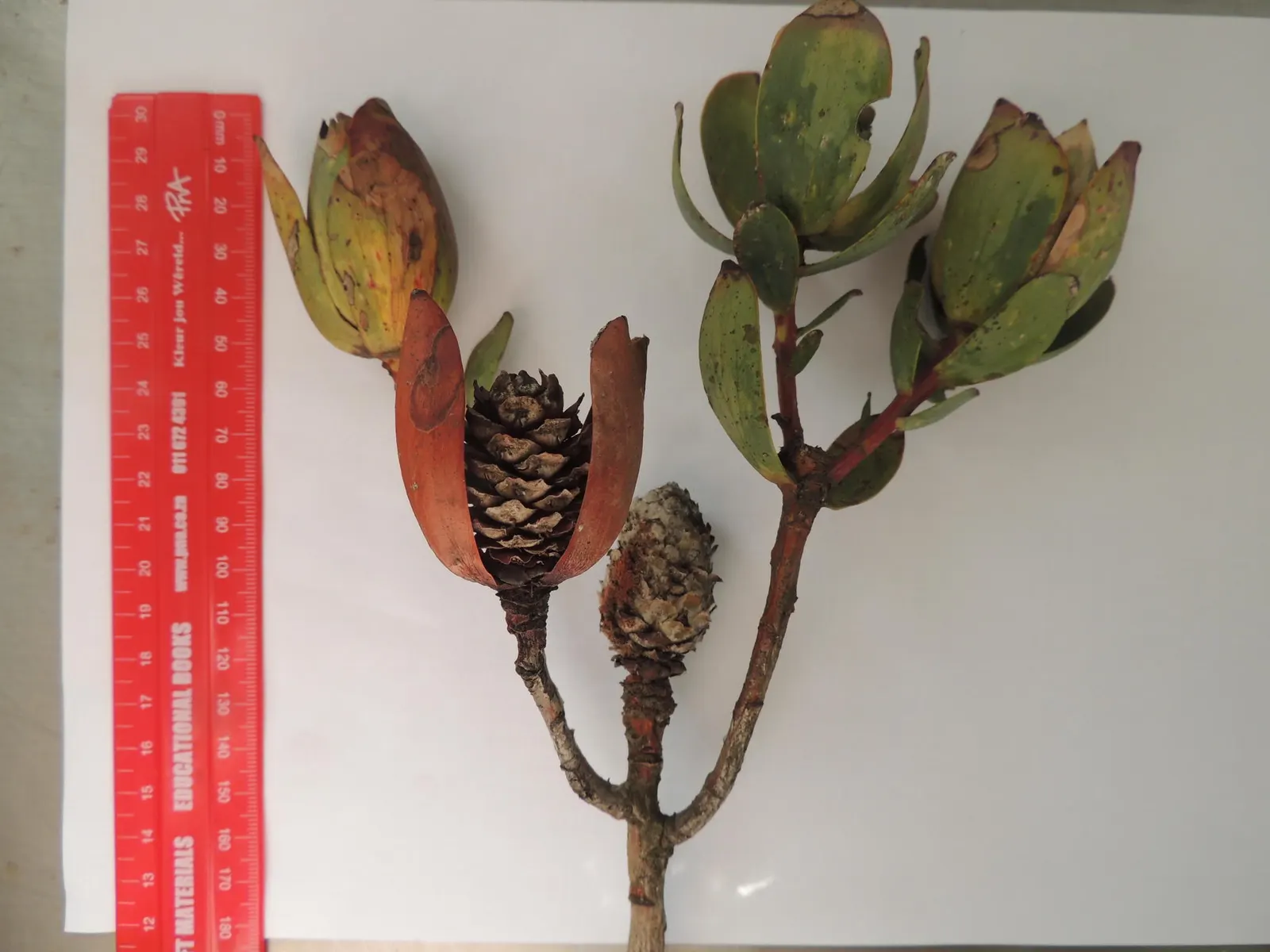 Pom Pom Conebush (Leucadendron Discolor 'Pom Pom') — which are highly attractive to birds and beneficial pollinators.<br><br>For successful cultivation