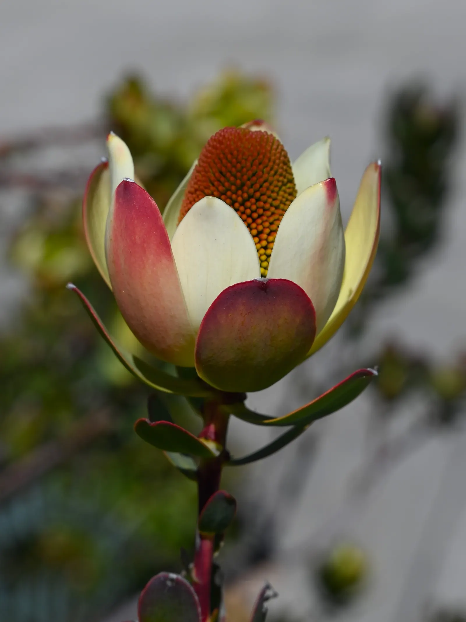 Pom Pom Conebush (Leucadendron Discolor 'Pom Pom') — dual-toned foliage and unique floral bracts; the plant forms a compact