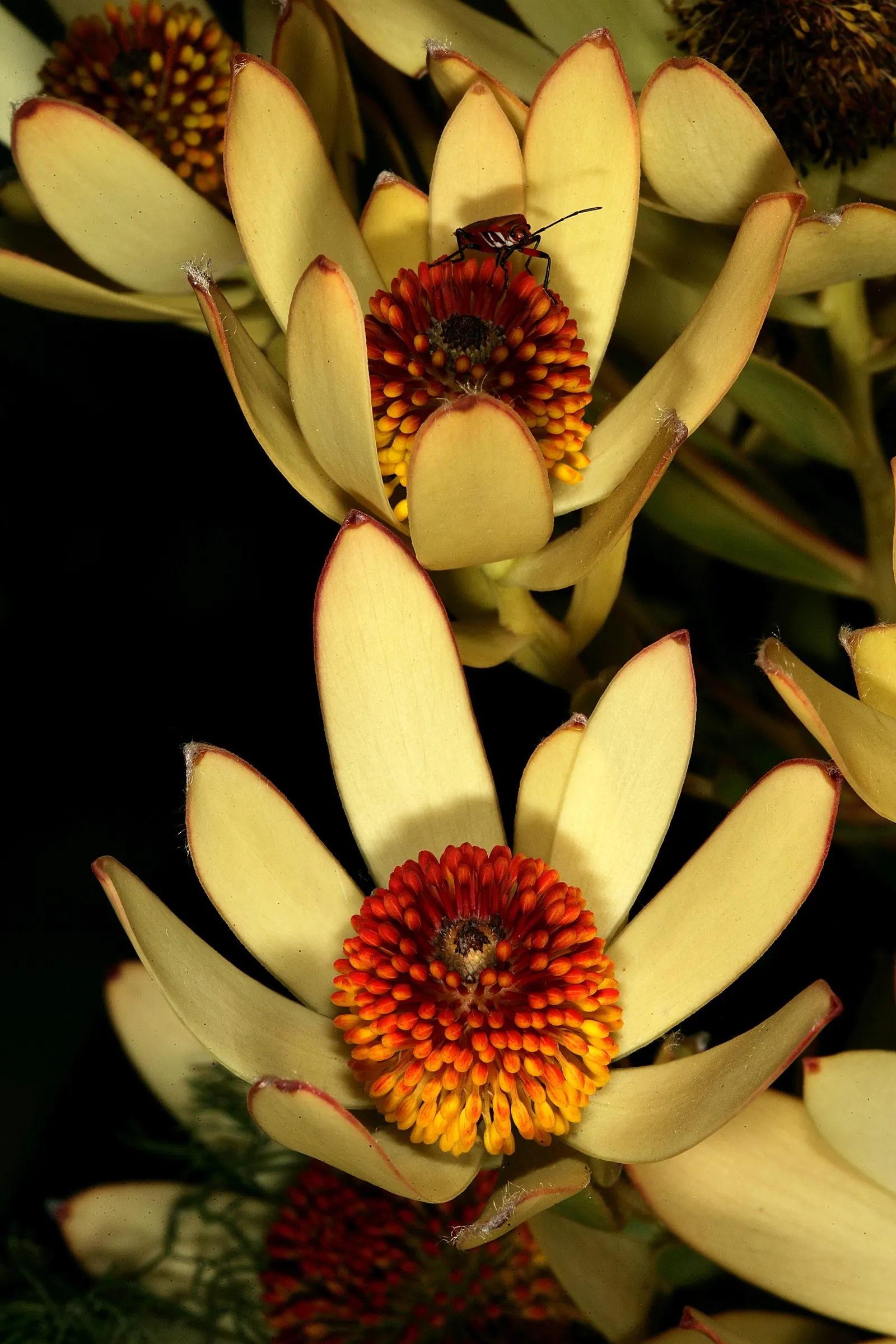 Pom Pom Conebush (Leucadendron Discolor 'Pom Pom') — making it an ideal selection for adding structure to garden beds and borders