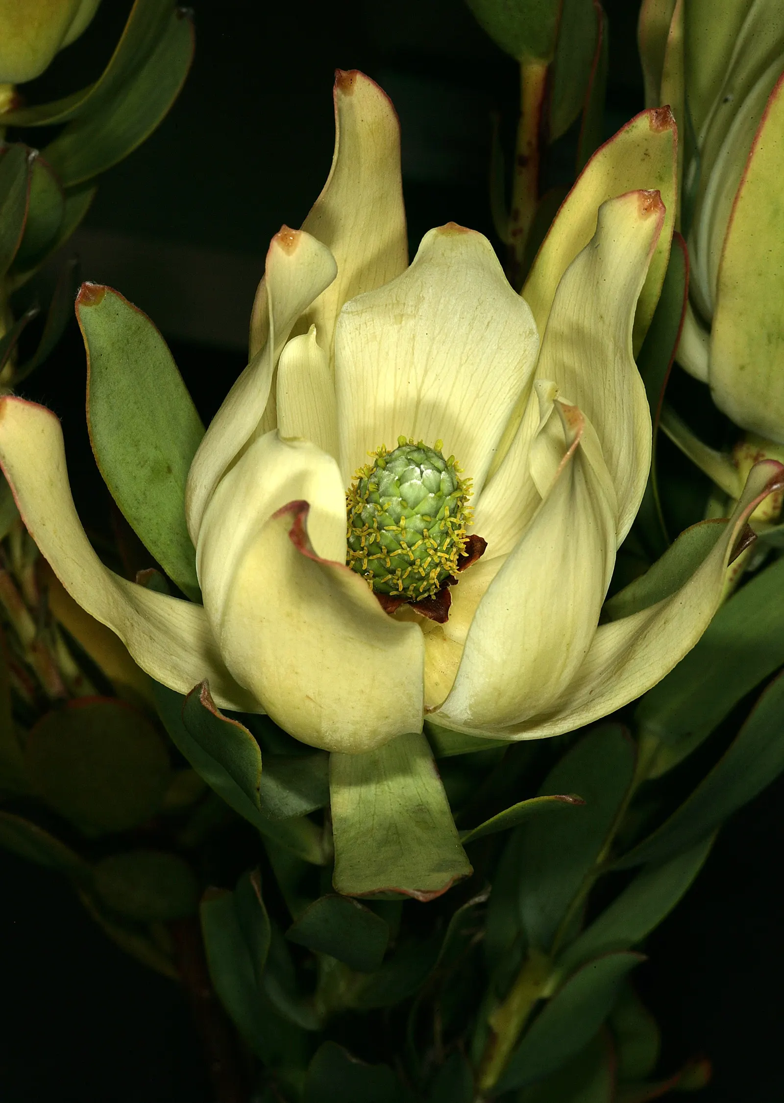 Pom Pom Conebush (Leucadendron Discolor 'Pom Pom') — dual-toned foliage and unique floral bracts