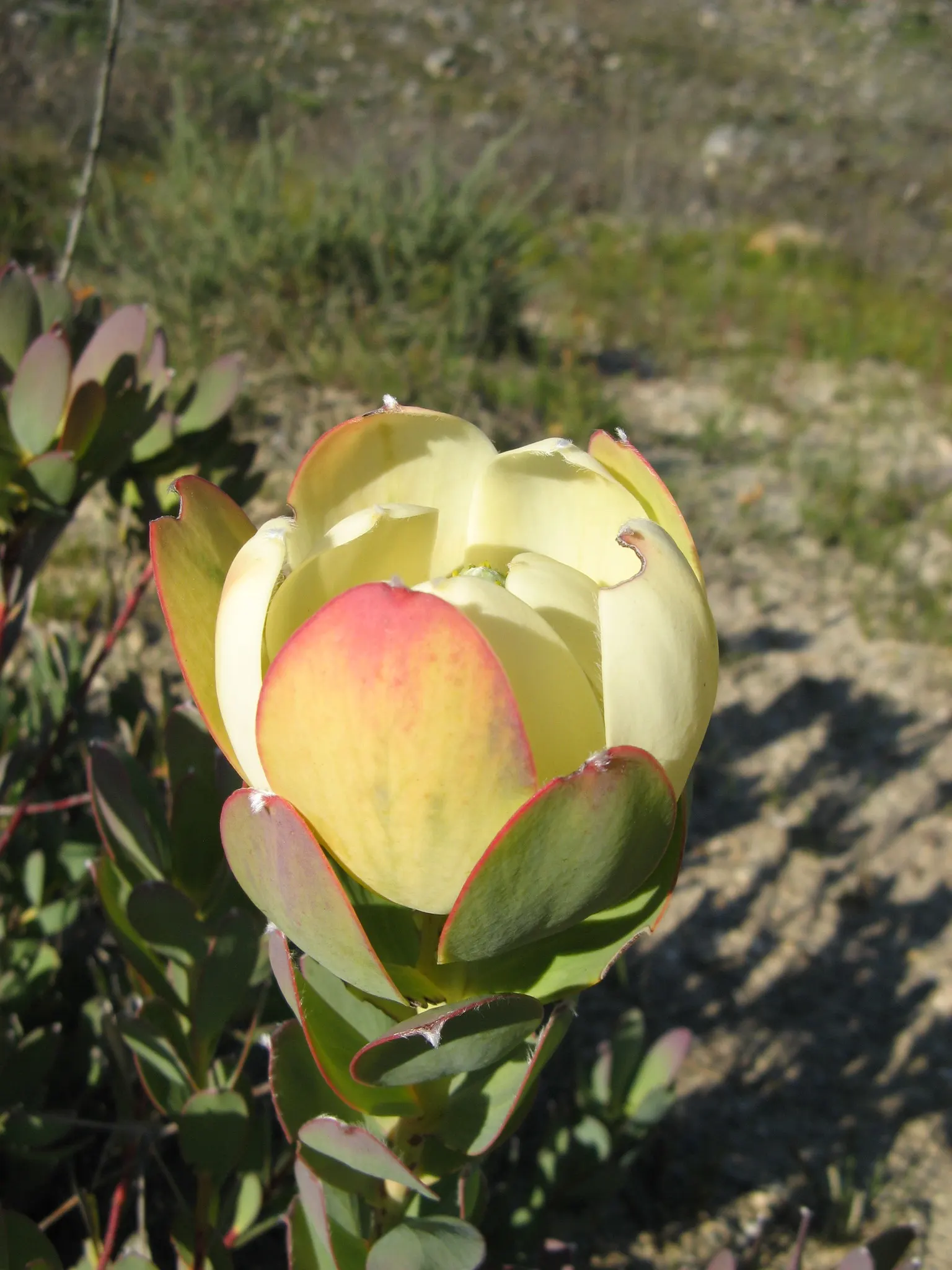 Pom Pom Conebush (Leucadendron Discolor 'Pom Pom') — medium-sized evergreen shrub reaching up to 5 feet tall and wide; making it an ideal selection for adding