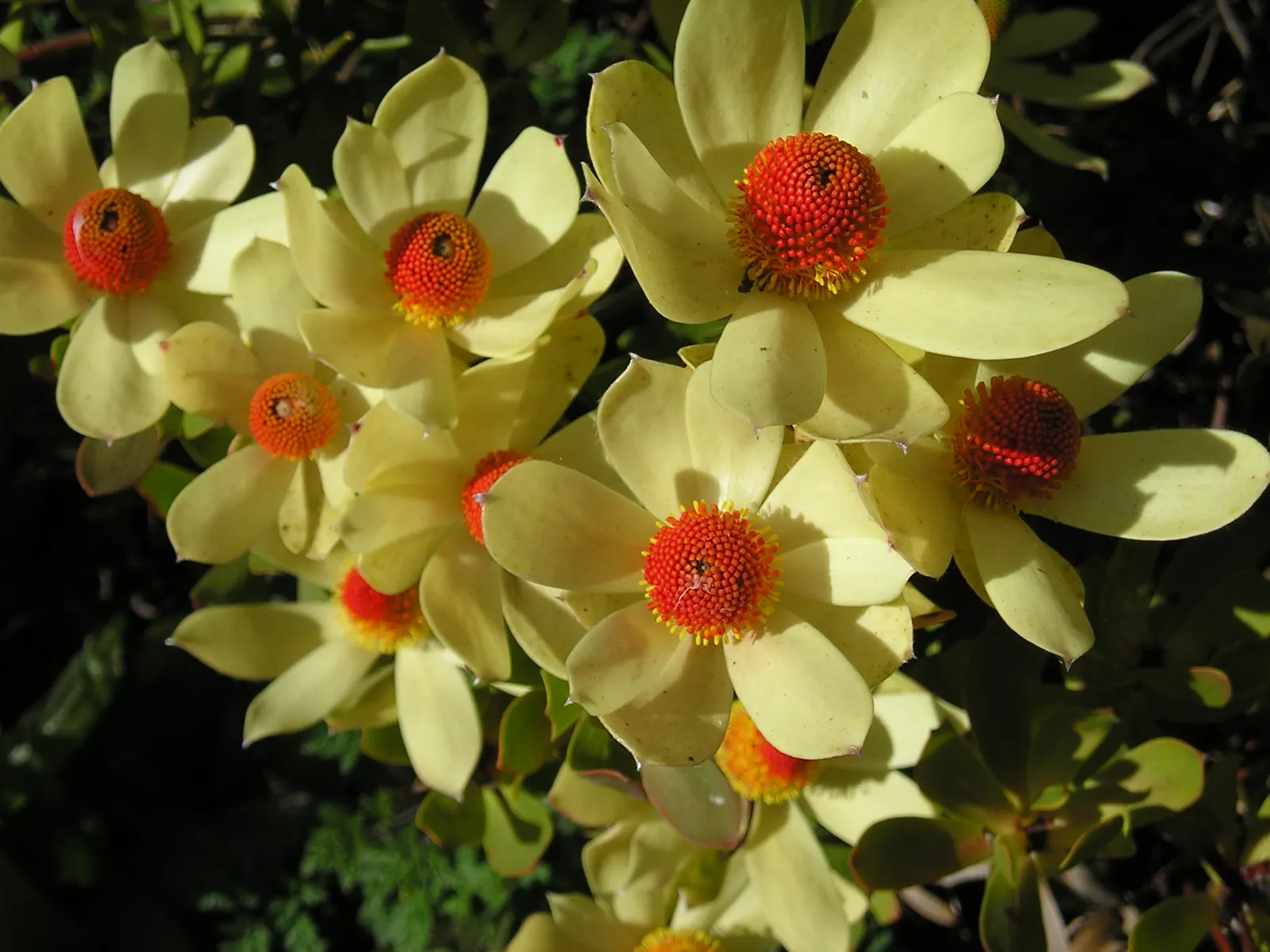 Pom Pom Conebush (Leucadendron Discolor 'Pom Pom') — especially when paired with other drought-tolerant species