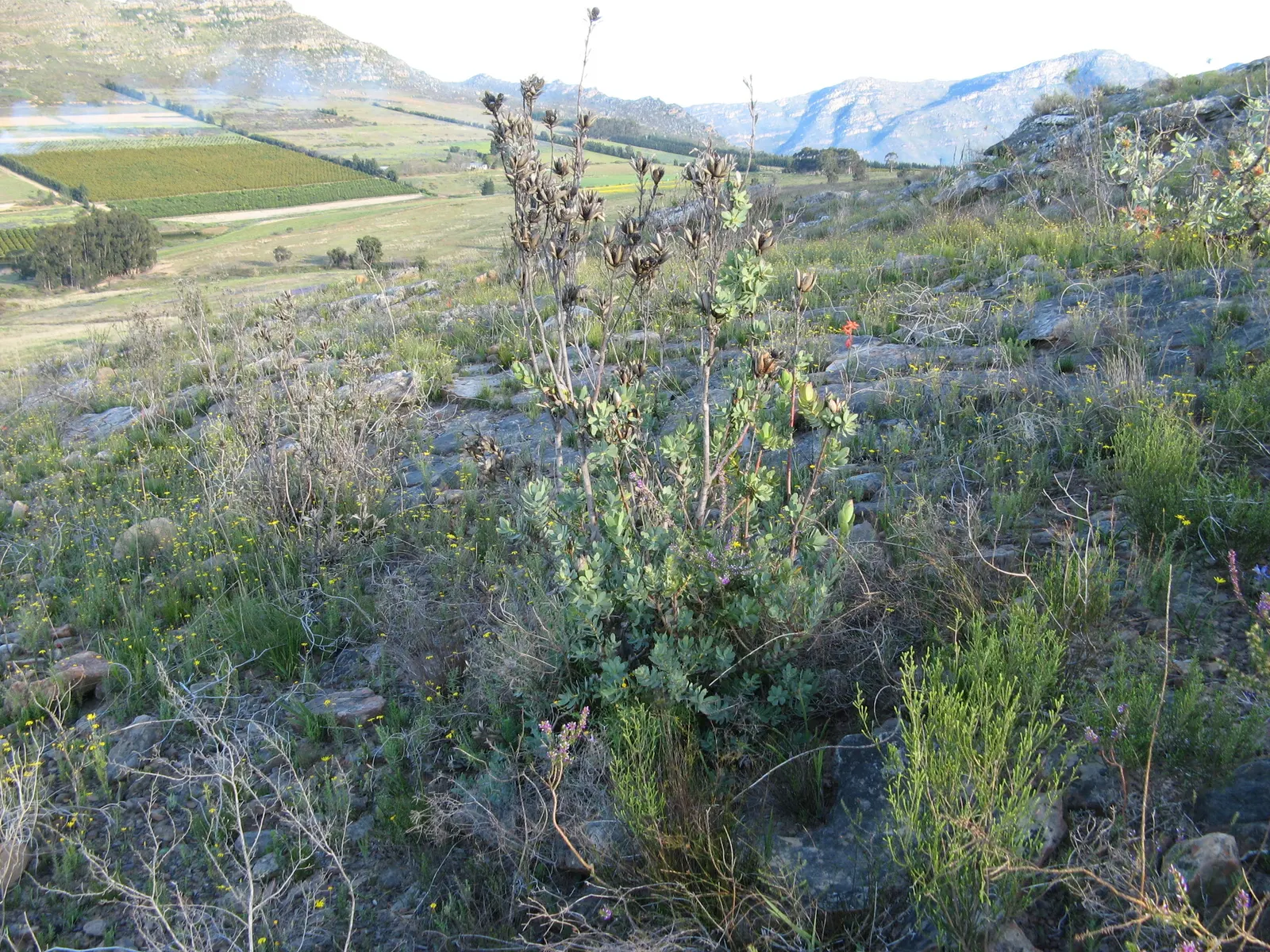 Pom Pom Conebush (Leucadendron Discolor 'Pom Pom') — Regular pruning is generally not necessary