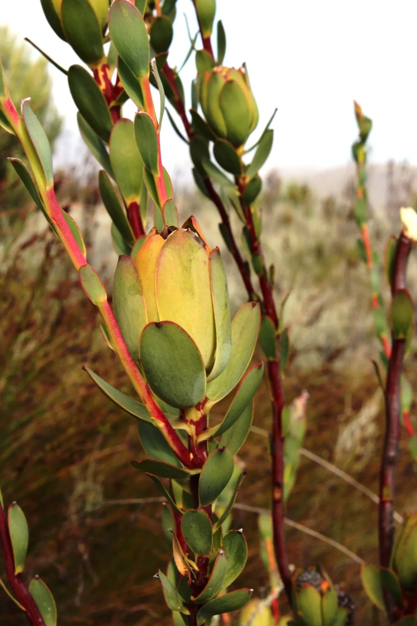 Pom Pom Conebush (Leucadendron Discolor 'Pom Pom') — shrub for full