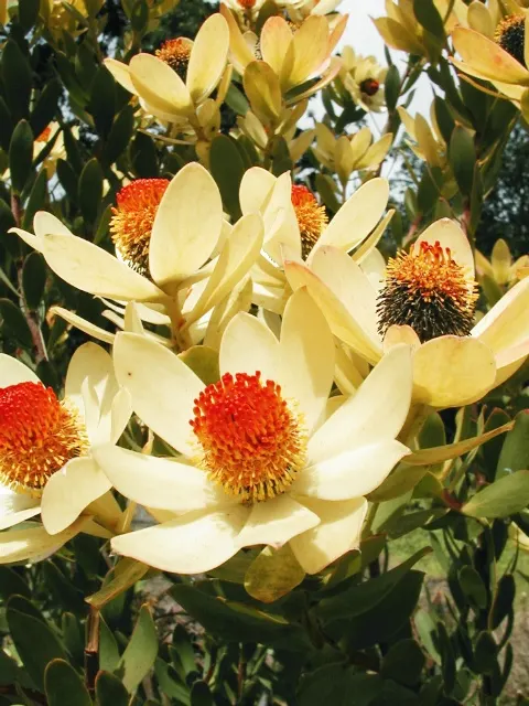 Pom Pom Conebush (Leucadendron Discolor 'Pom Pom') — the female plants boast prominent
