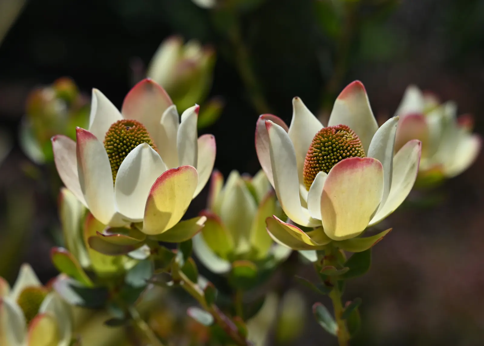 Pom Pom Conebush (Leucadendron Discolor 'Pom Pom') — commonly known as Pom Pom Conebush; its silvery-green foliage and striking yellow pom-pom-like